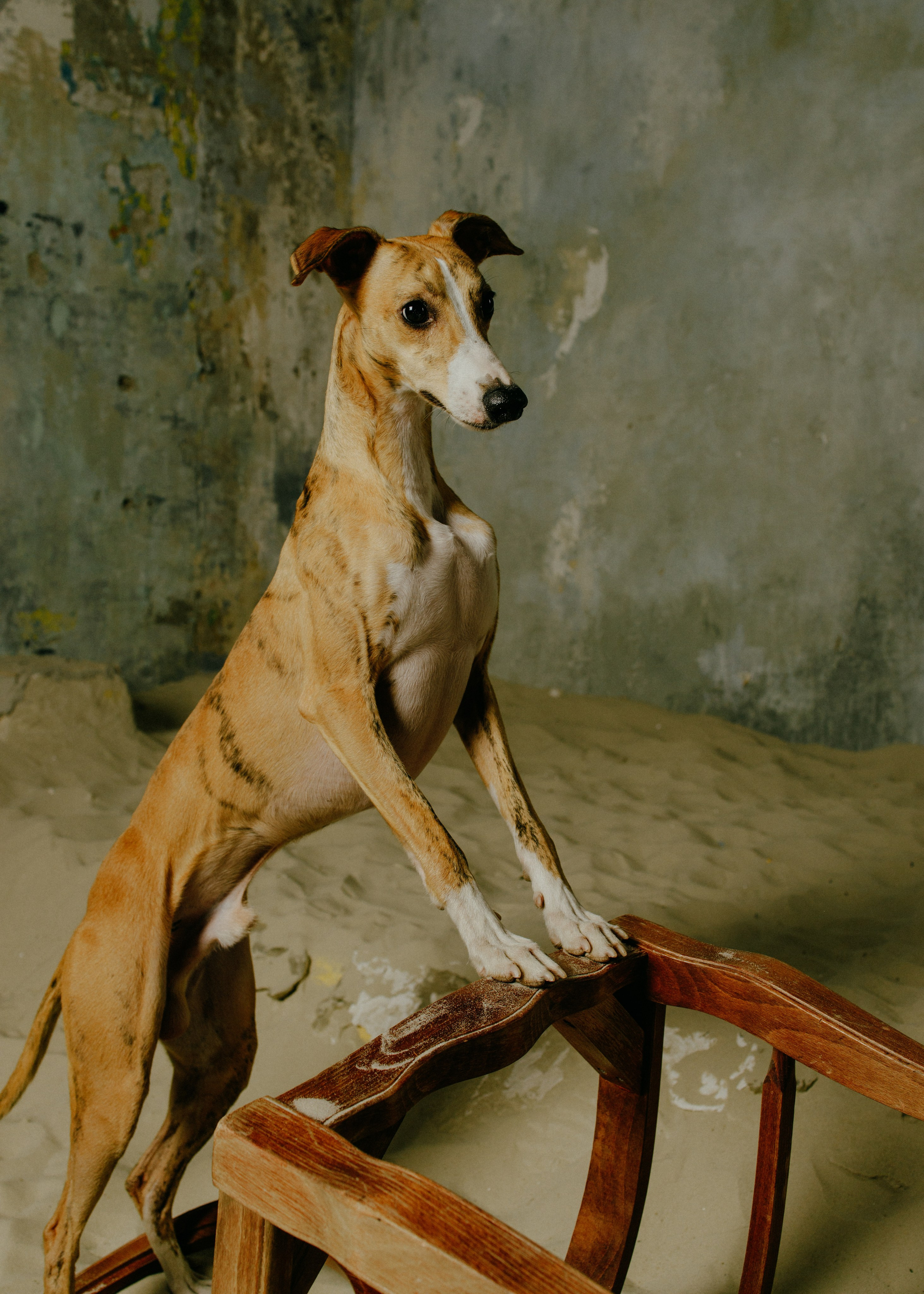 Рислинг и Асти. Анна Самохина. Фотограф. Москва