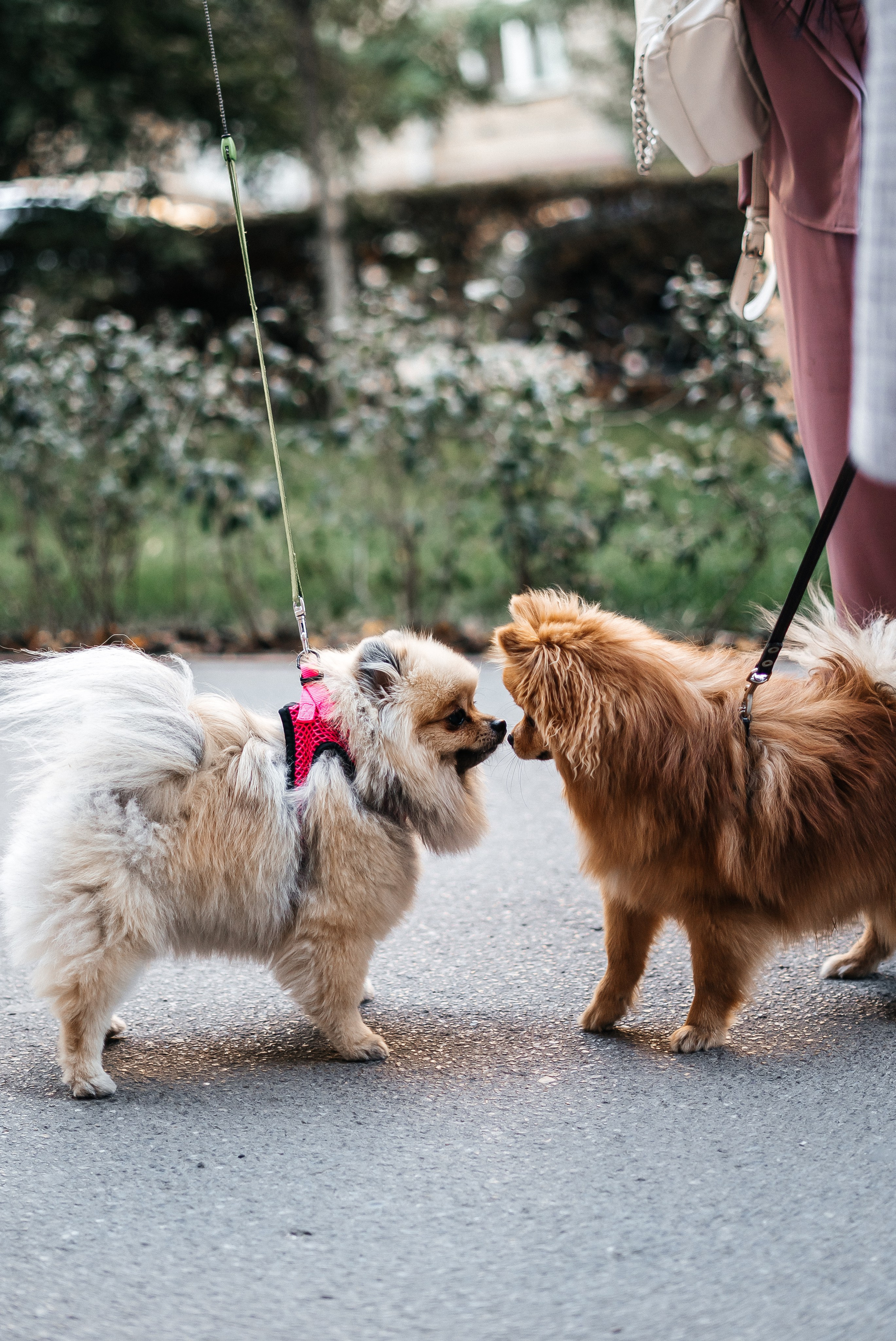 Yana and Percy. Фотограф Волгоград