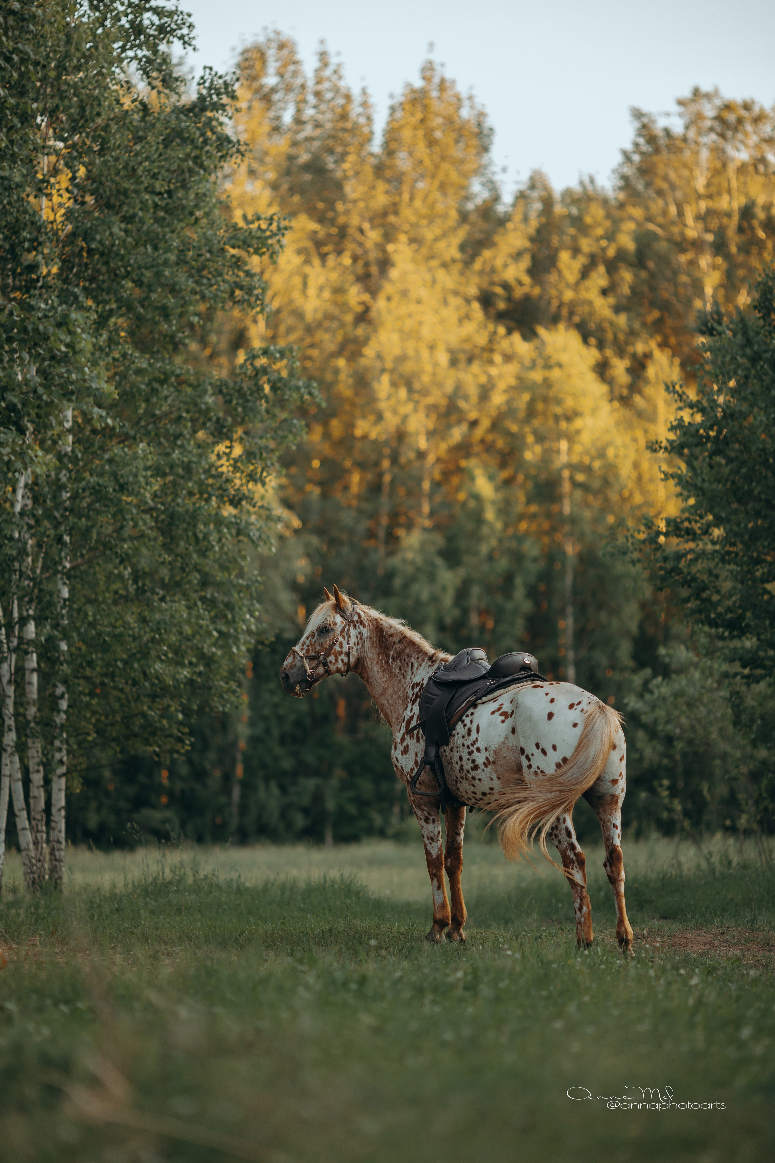 Съемка для лошадей. Анна Молчанова конный фотограф в Тюмени | фотосессии с лошадьми Тюмень