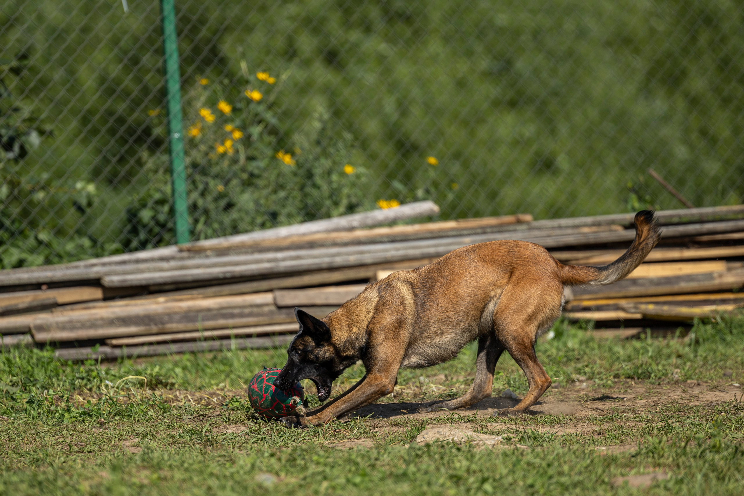 Соревнования по Мондьорингу г. Вологда 10-11.08.2024. Фотограф-анималист Анна Маринич