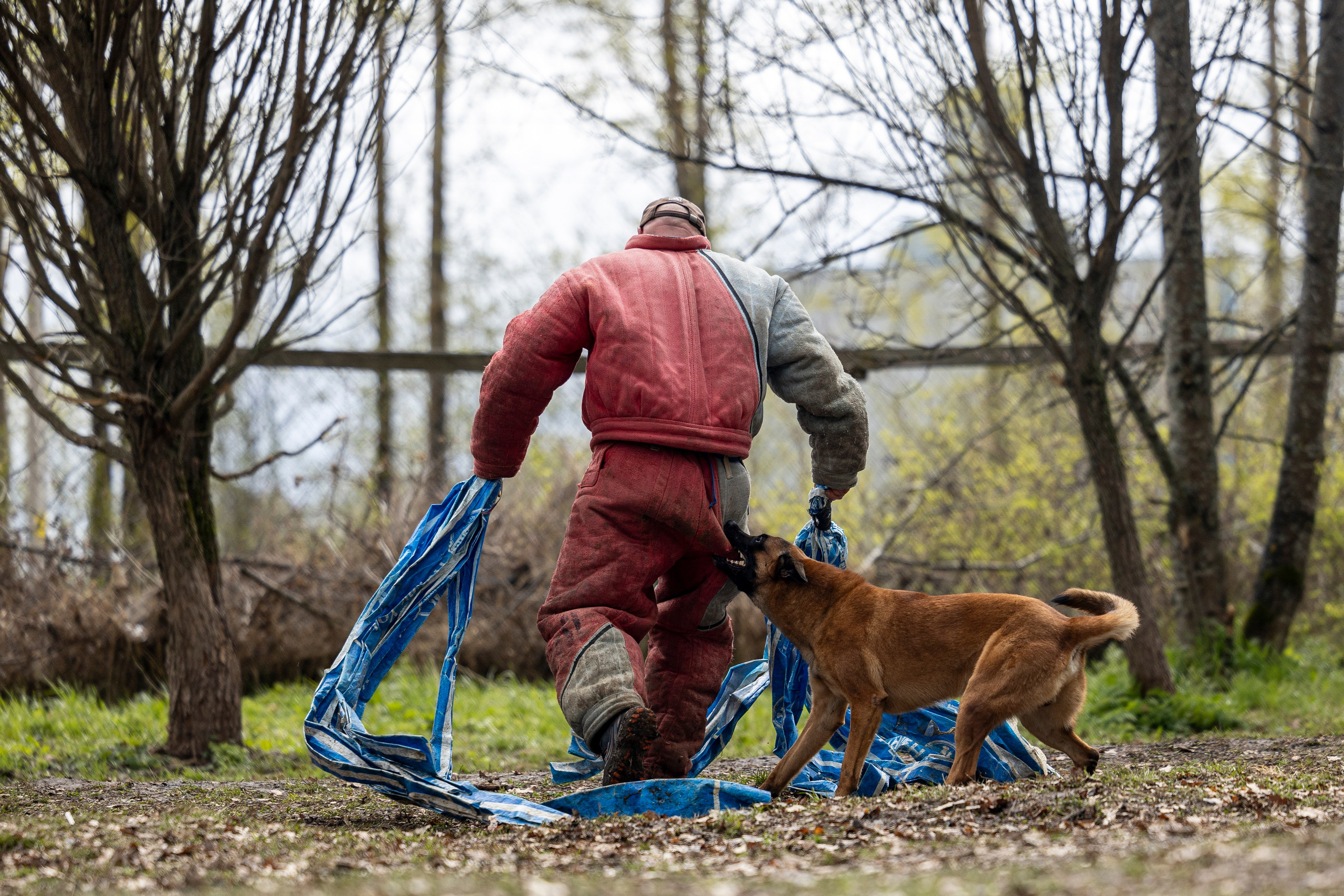 Квалификационные состязания по мондьорингу г. Вологда 11.05.24. Фотограф-анималист Анна Маринич