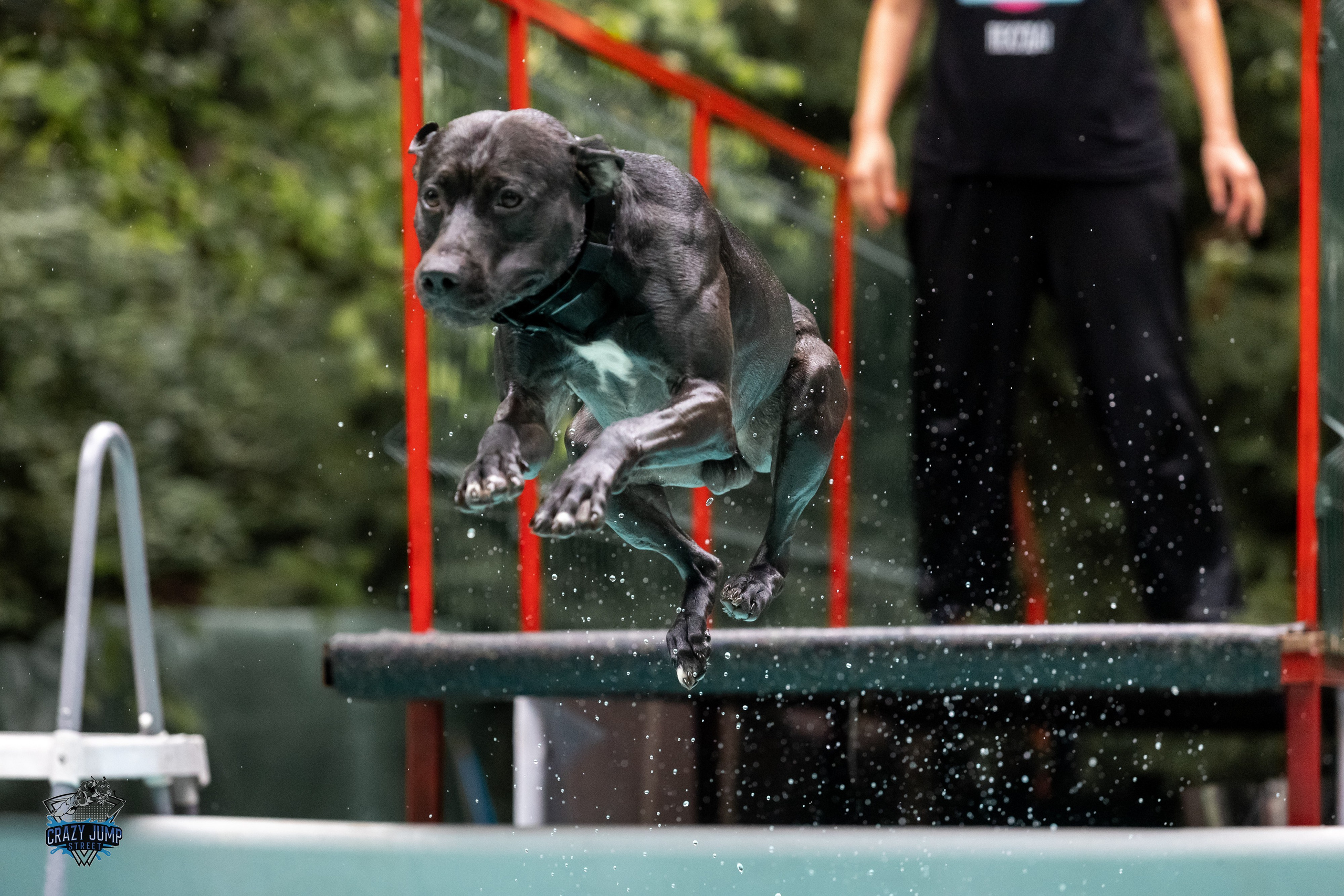 Собаки, спорт, Док дайвинг. Свадебный и репортажный фотограф в Москве и Московской области