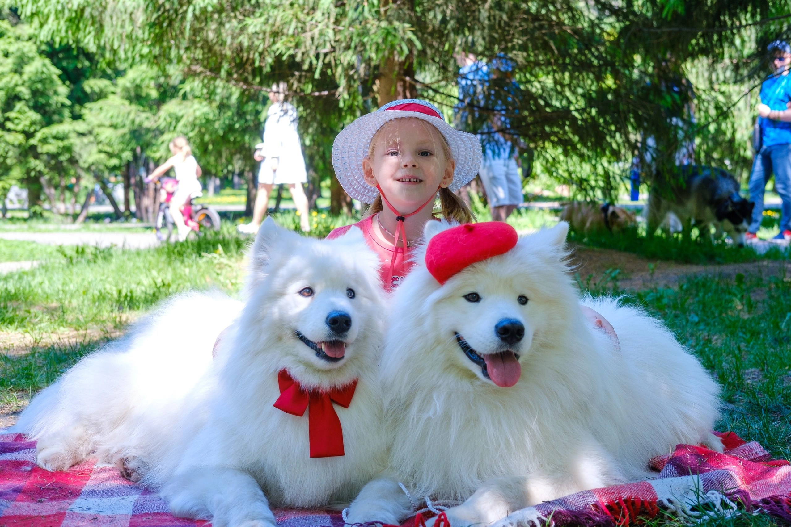 Благотворительная фотосессия. Самоед Новосибирск
