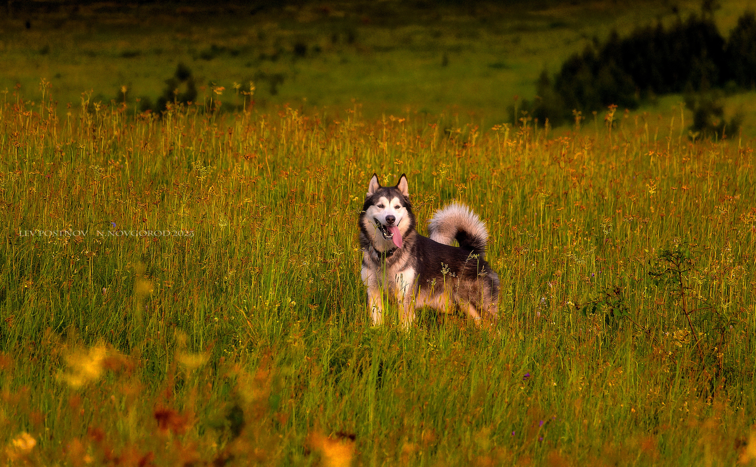 Мои маламуты.Ярик. Лев Постнов.Фотограф. Нижний Новгород