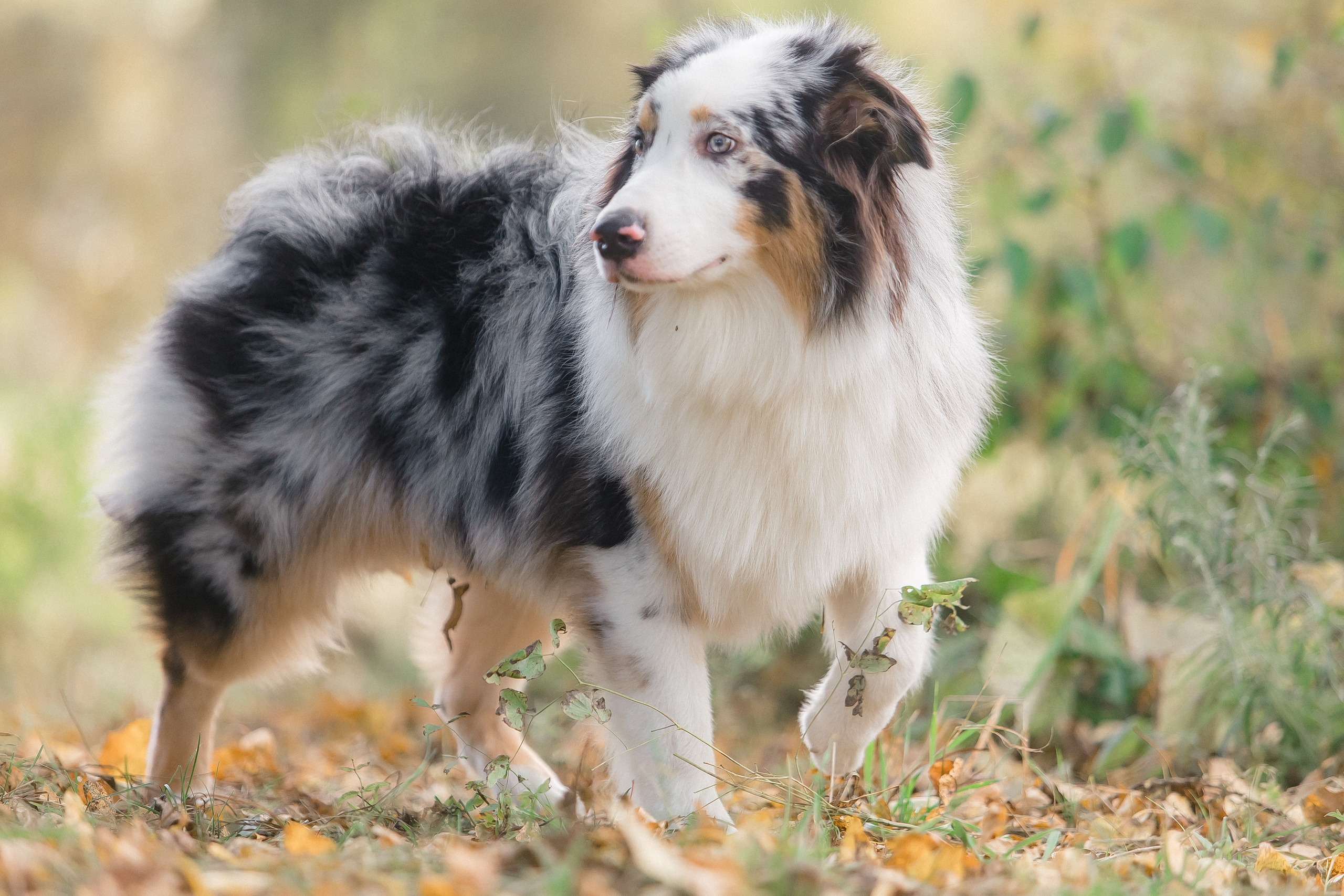 Аусси Дэймон. Свадебный и женский фотограф