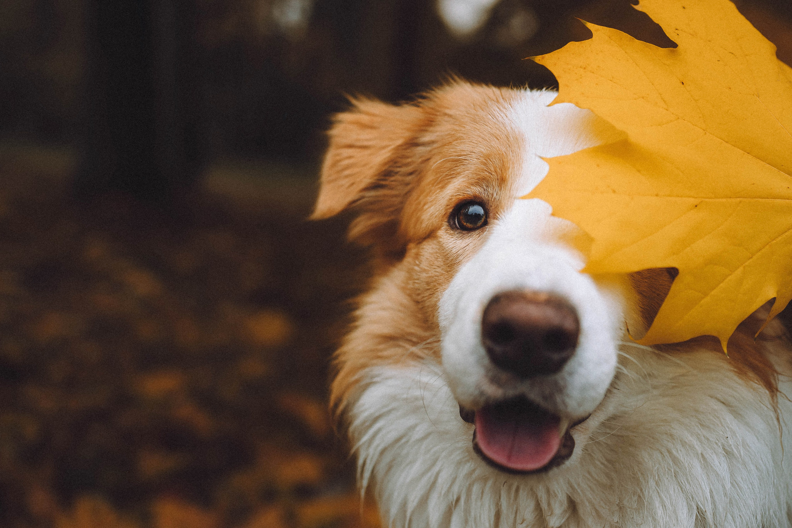 Алина, Витя и Асти