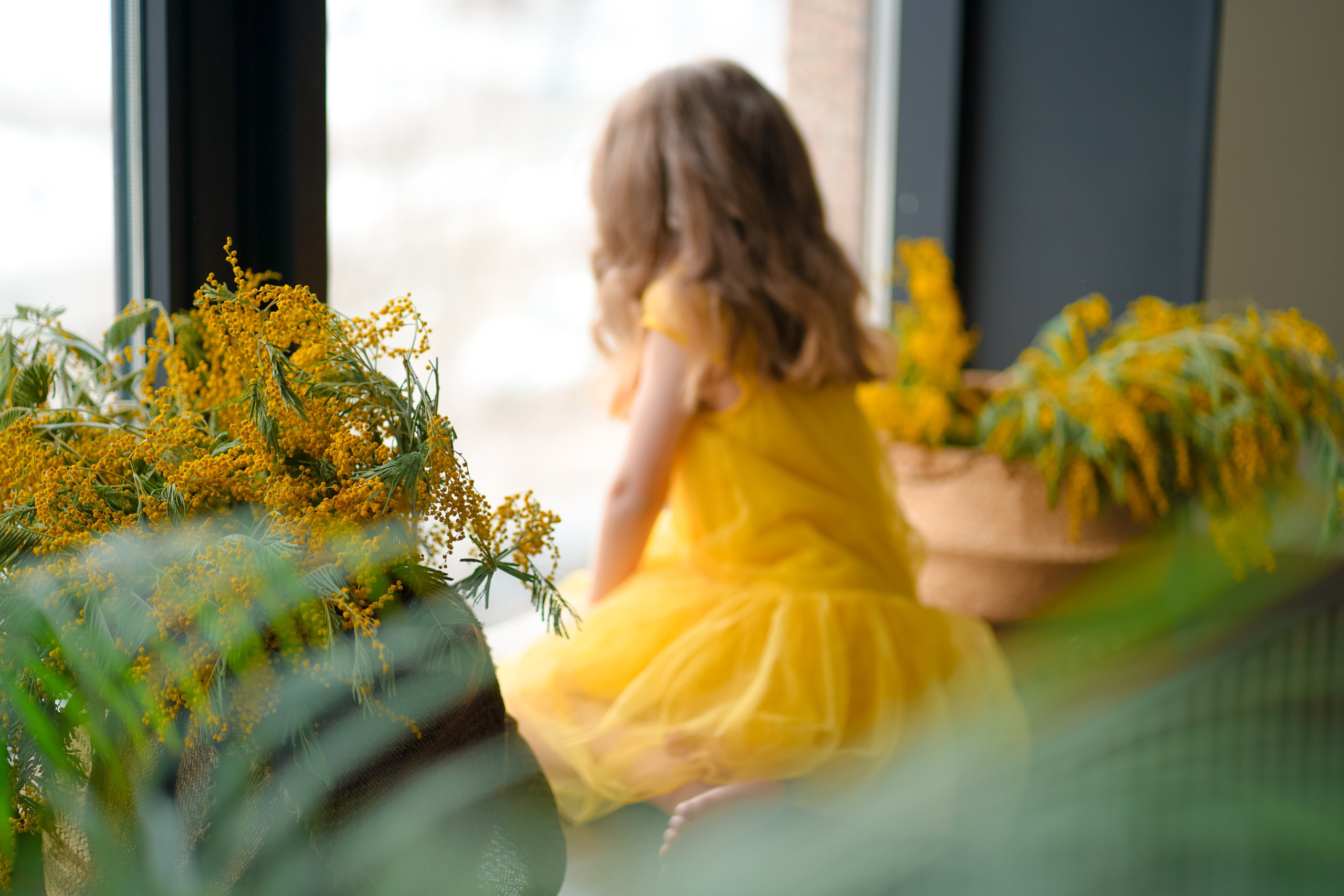 Мимоза. Фотограф Татьяна Митрофанова