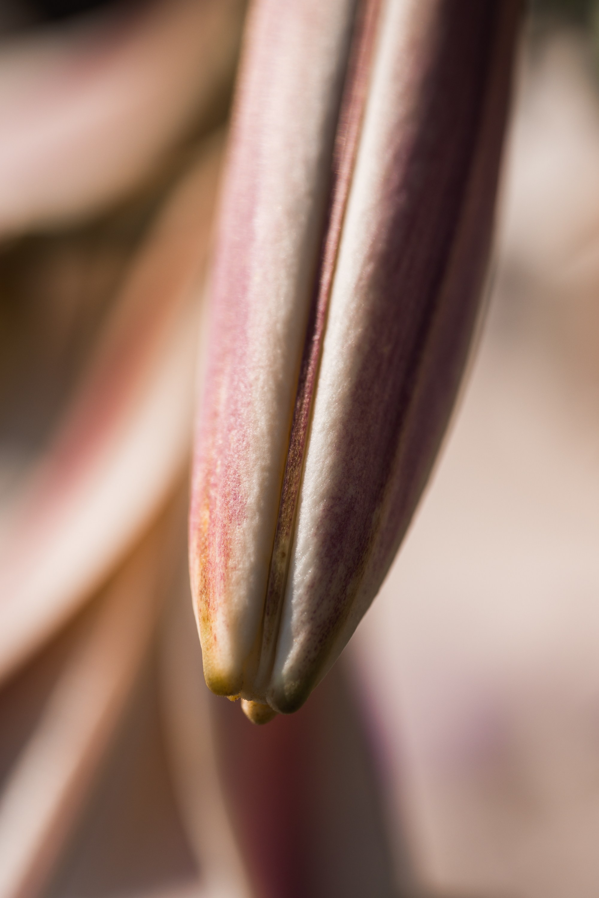 Macro. Фотограф на Юге России