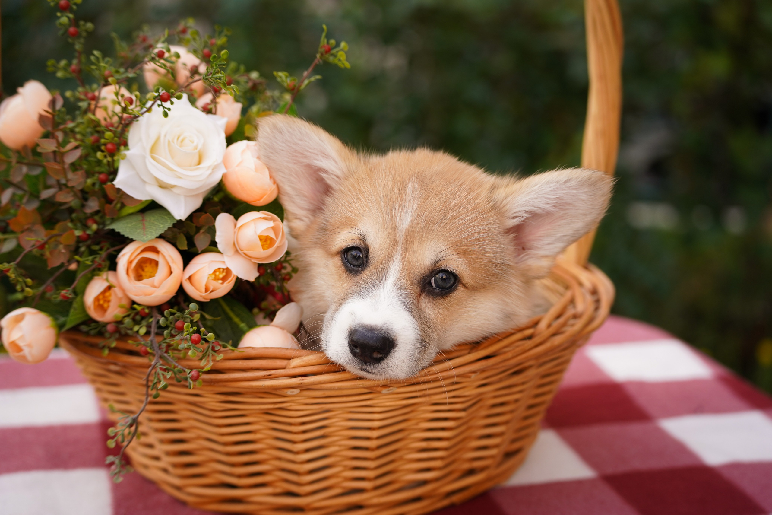 Корги. Фотограф-анималист Анастасия Большакова