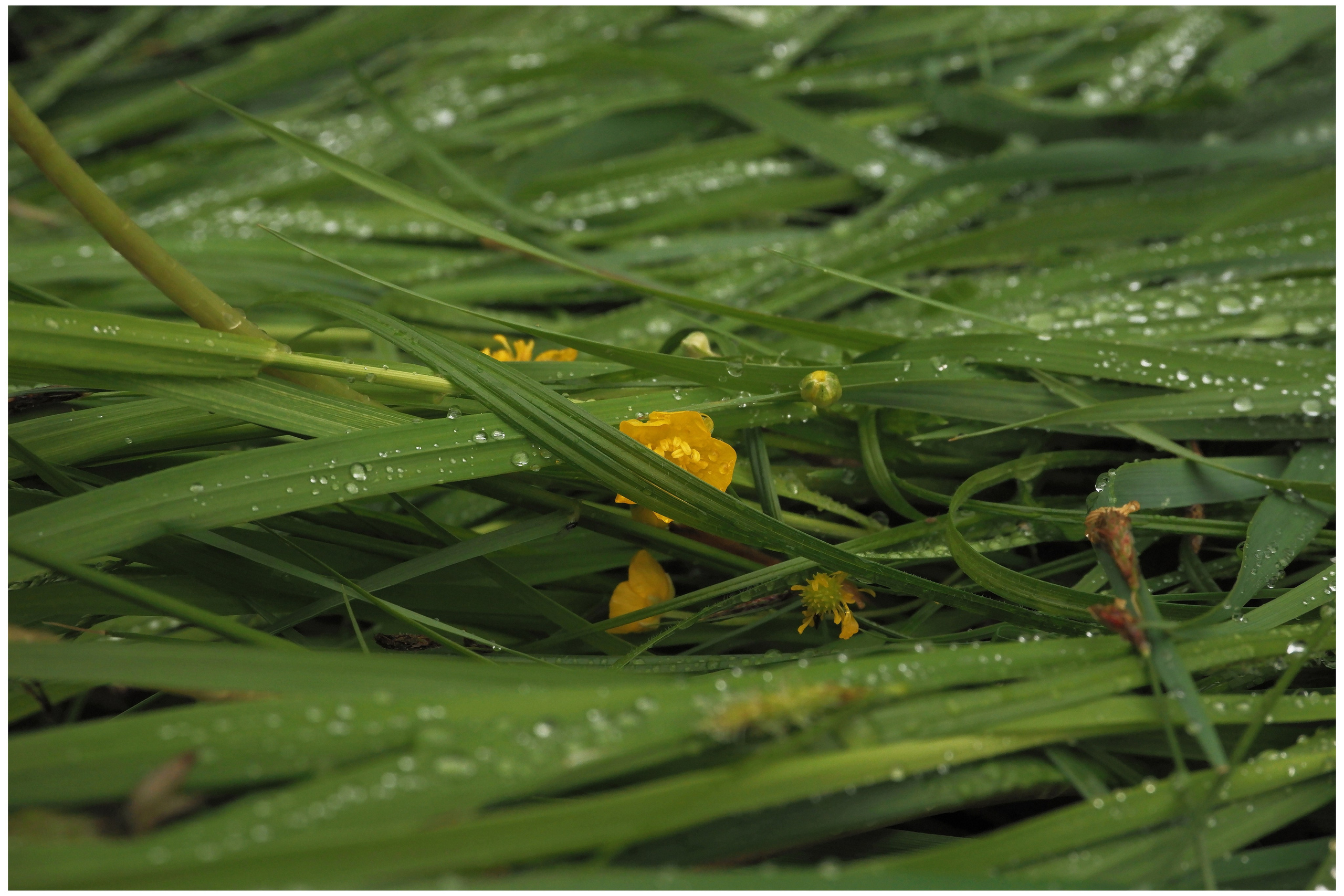 KALUGA. ANNA — PHOTOGRAPHER