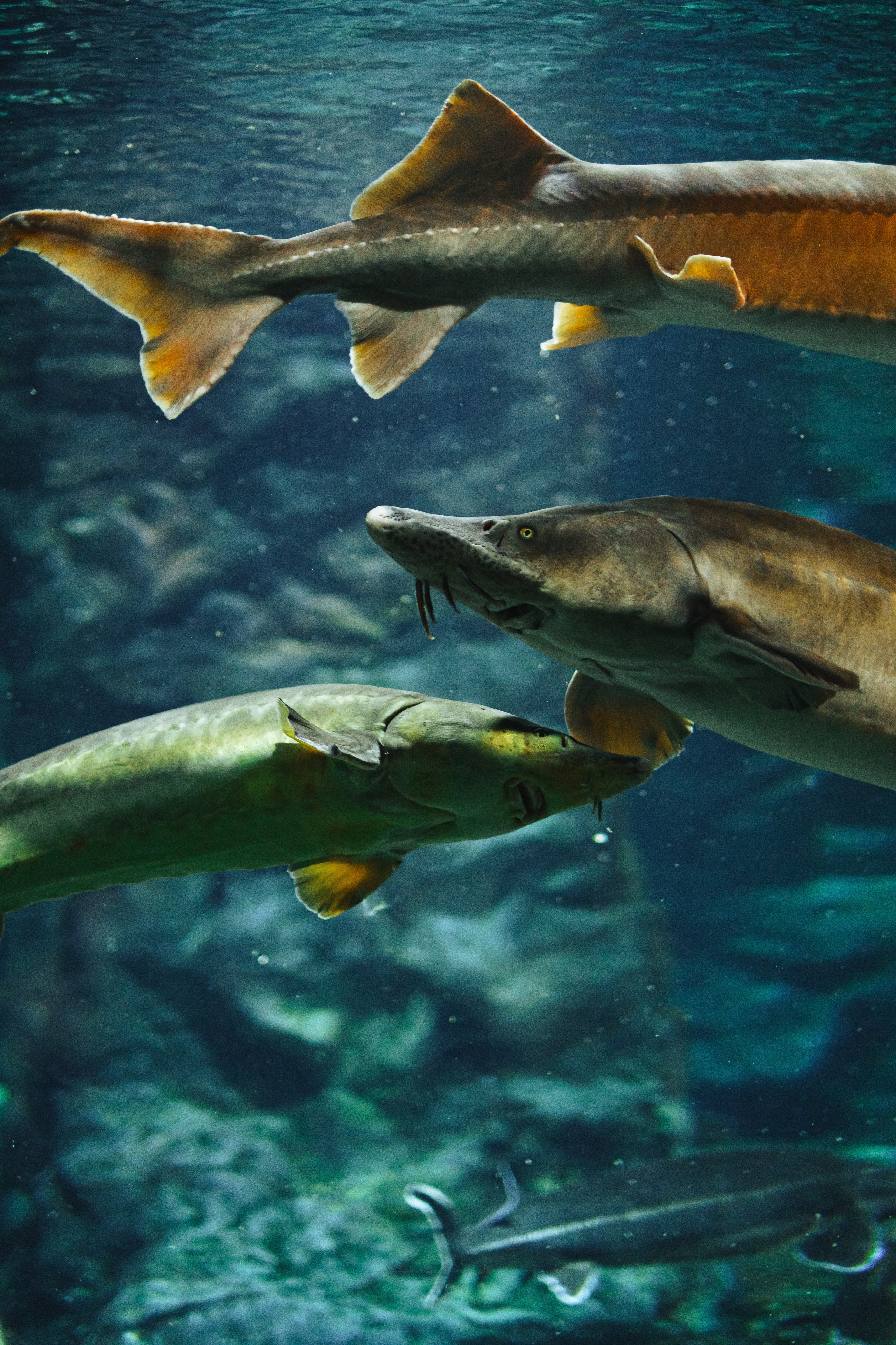 Океанариум. Фотограф Благовещенска Яна