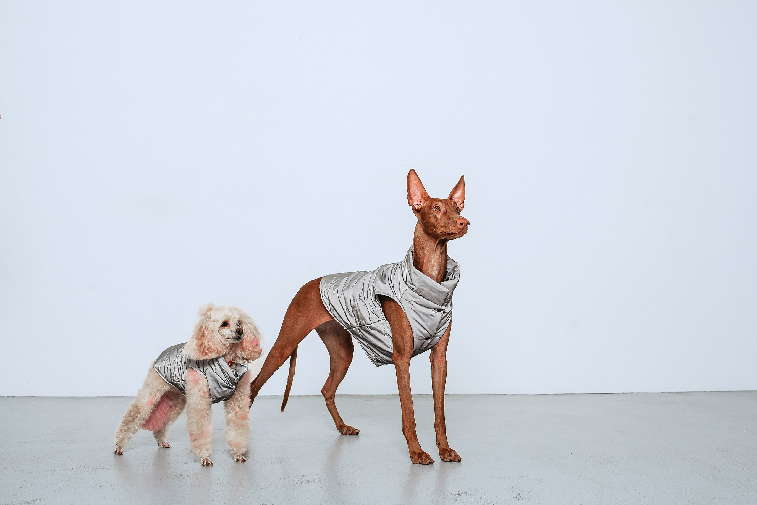 Съемка для бренда TEDDYBOY. Фотограф-анималист Татьяна Степанова