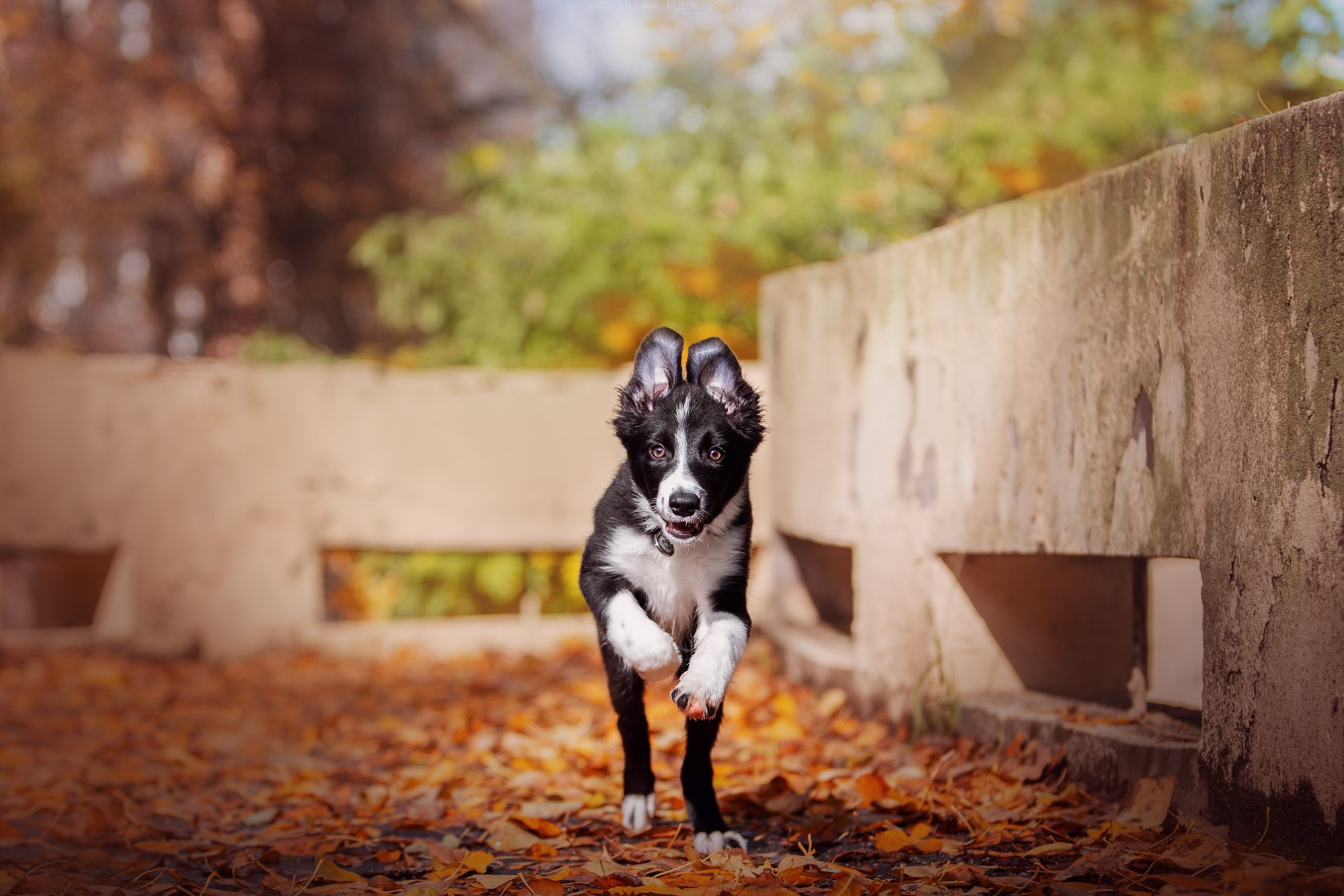 Оди и Юки. Фотограф анималист Кузнецова Анна Нижний Новгород