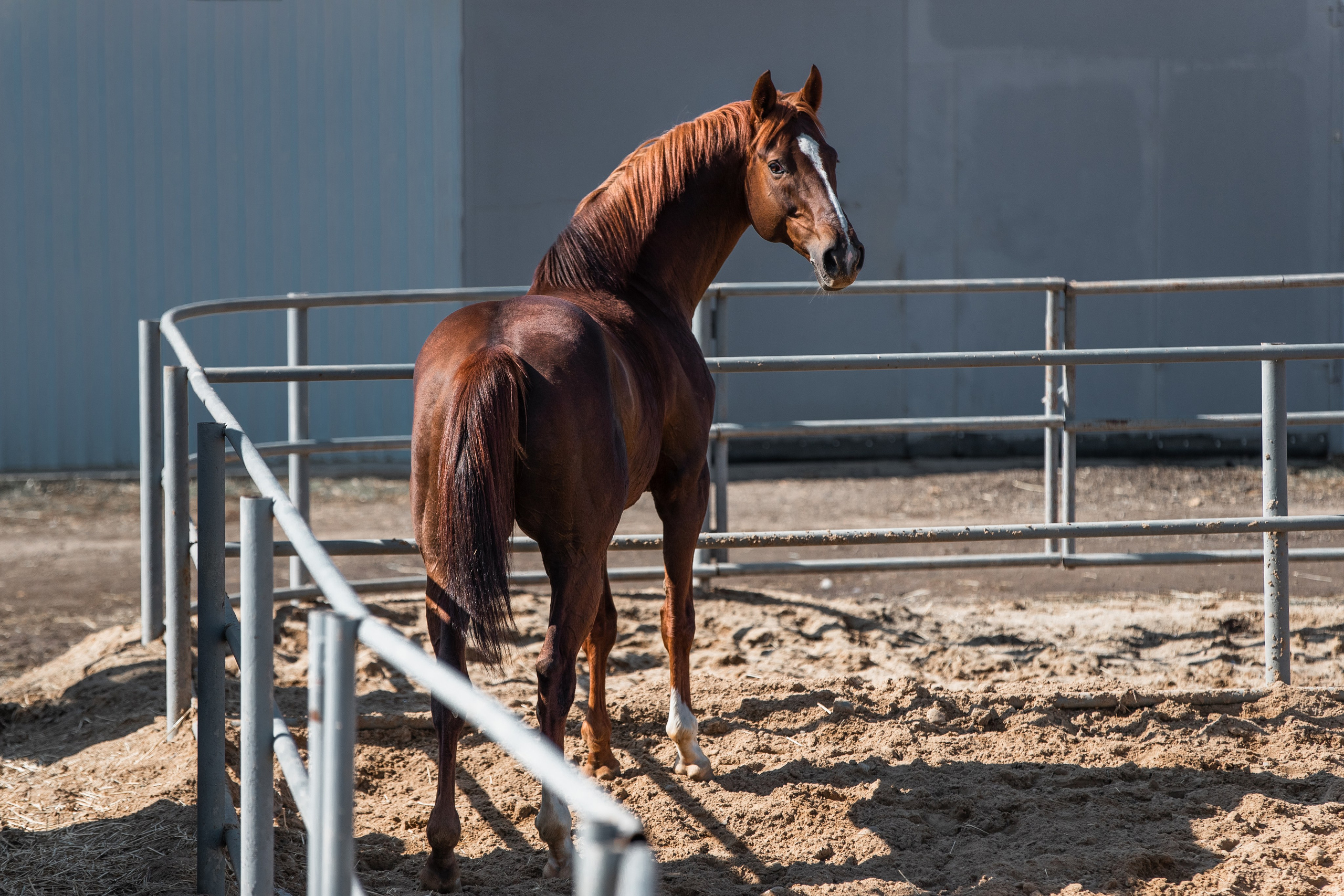 В движении. Фотограф-анималист Ксендзова Кристина