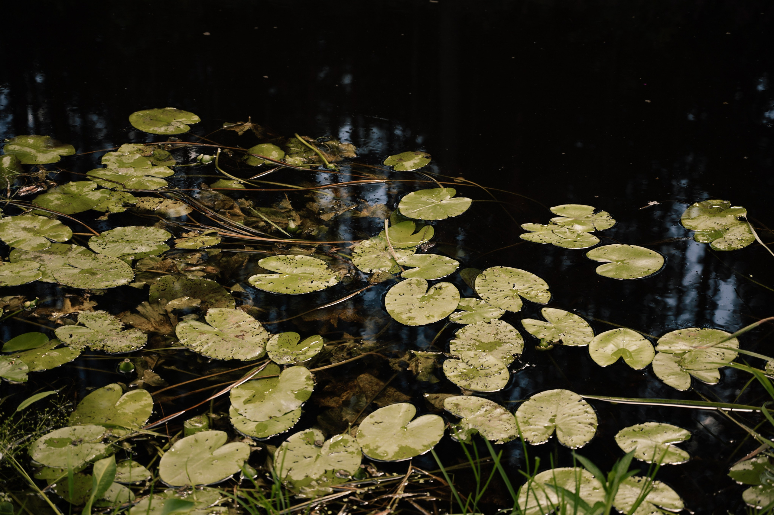 Nadia and Zhenya. Свадебный и семейный фотограф Вероника Холод
