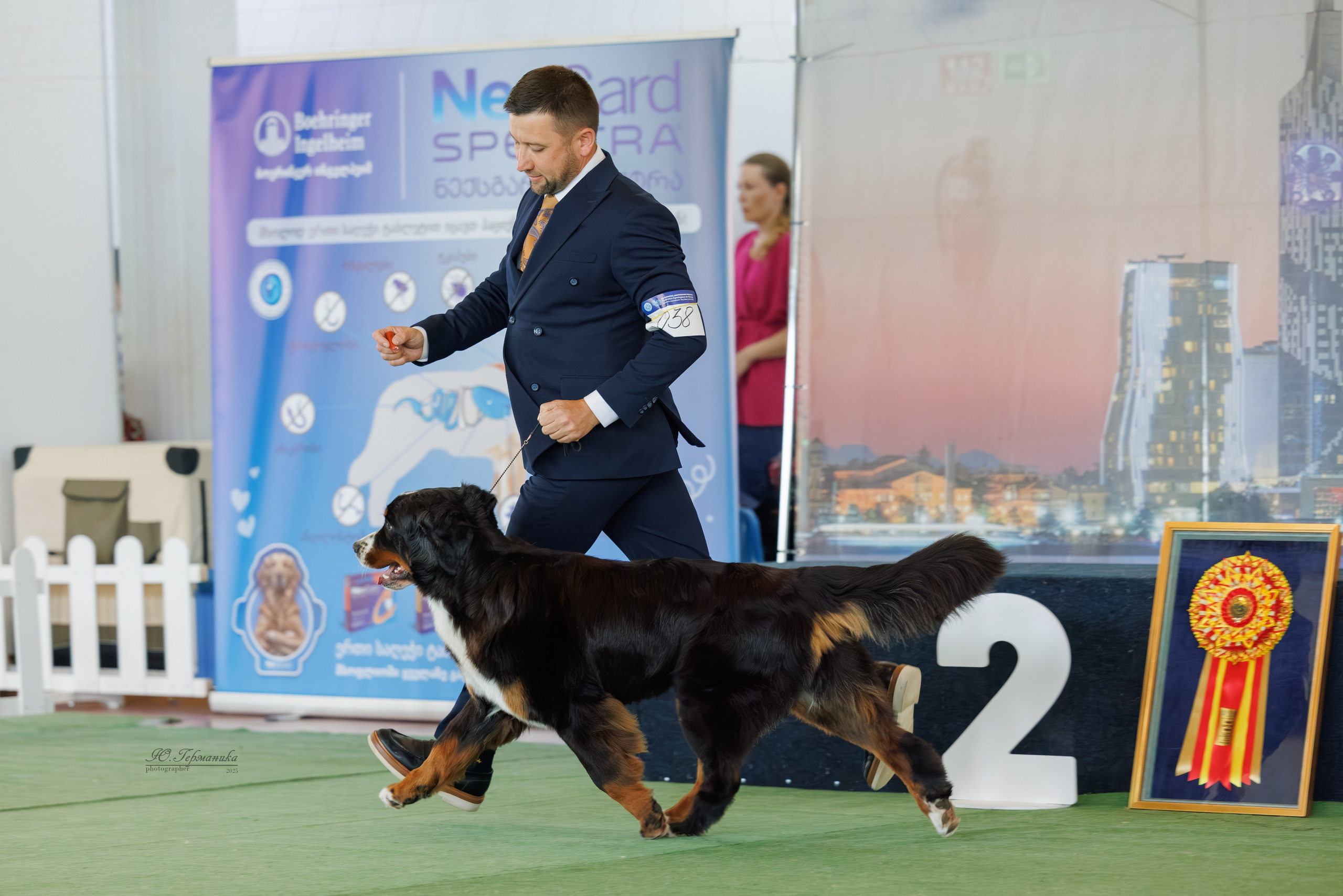 Батуми 3хCACIB 27-29.06.2025. Фотограф-анималист Юлия Германика