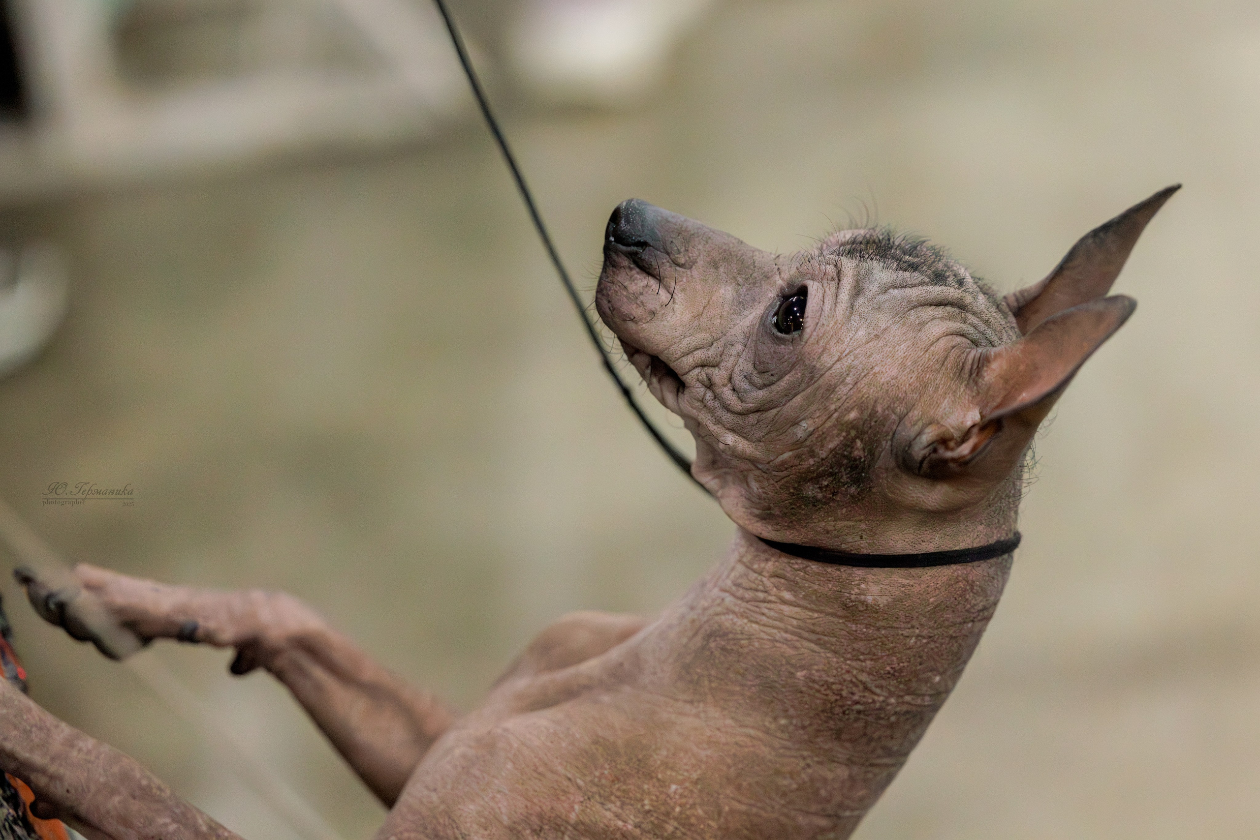 Евразия 15-16.11.2025. Фотограф-анималист Юлия Германика