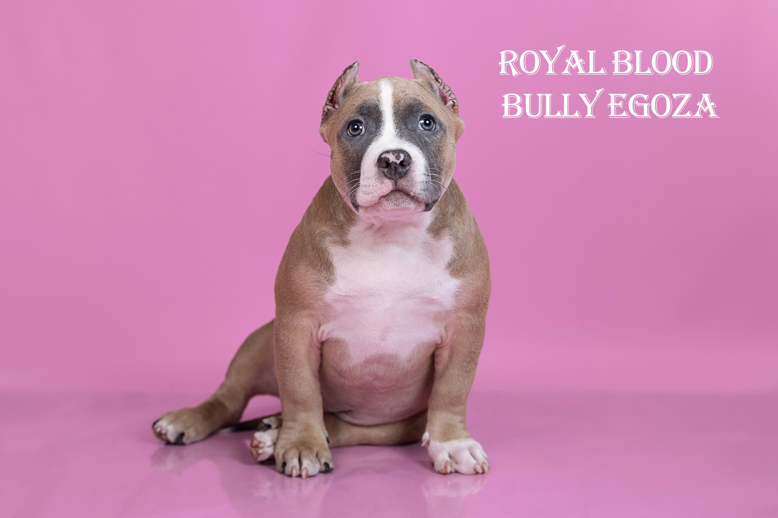 Американский булли!. Фотограф 📸 семейный, предметный, репортажный