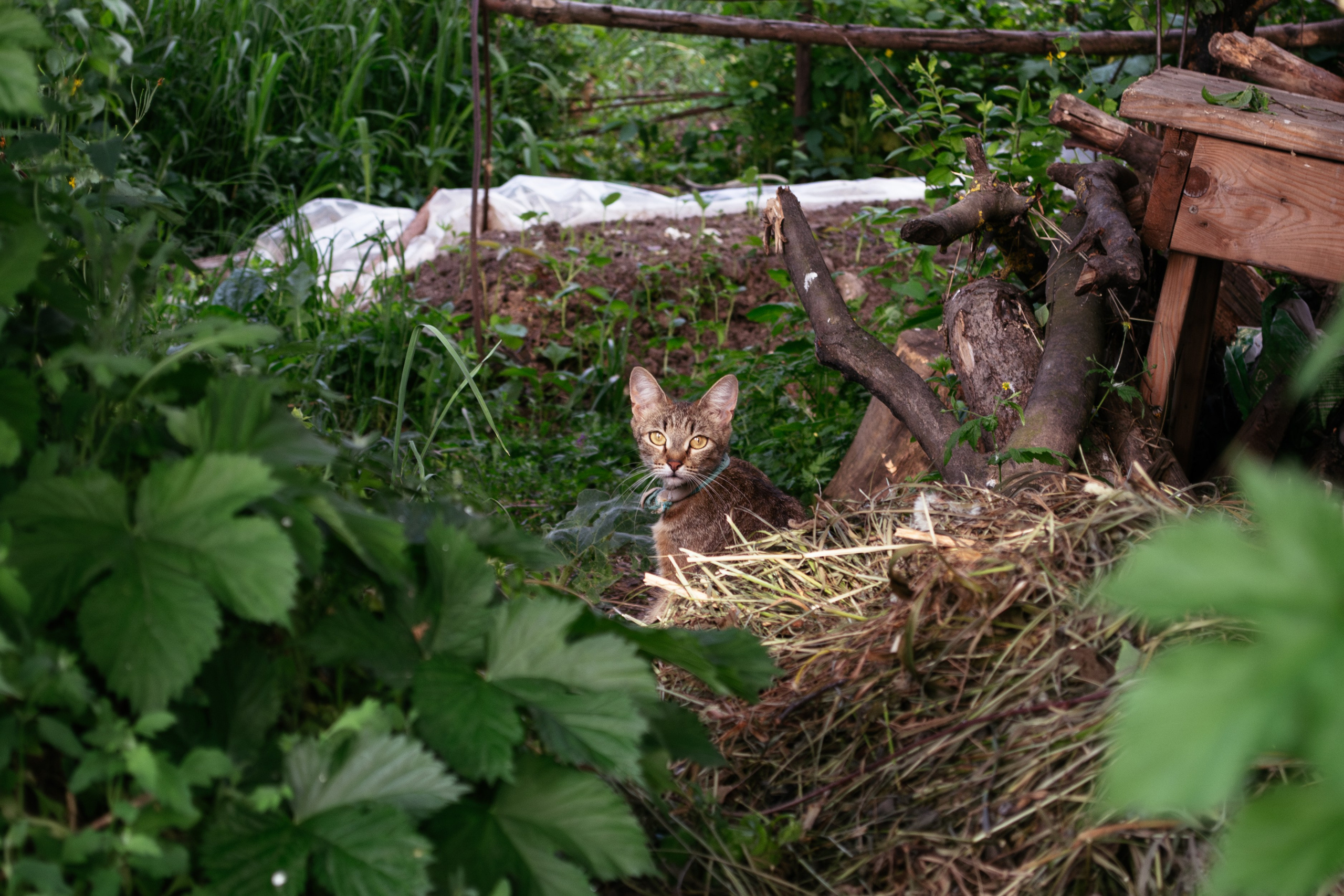 Cats.2. Dumshap | думшап