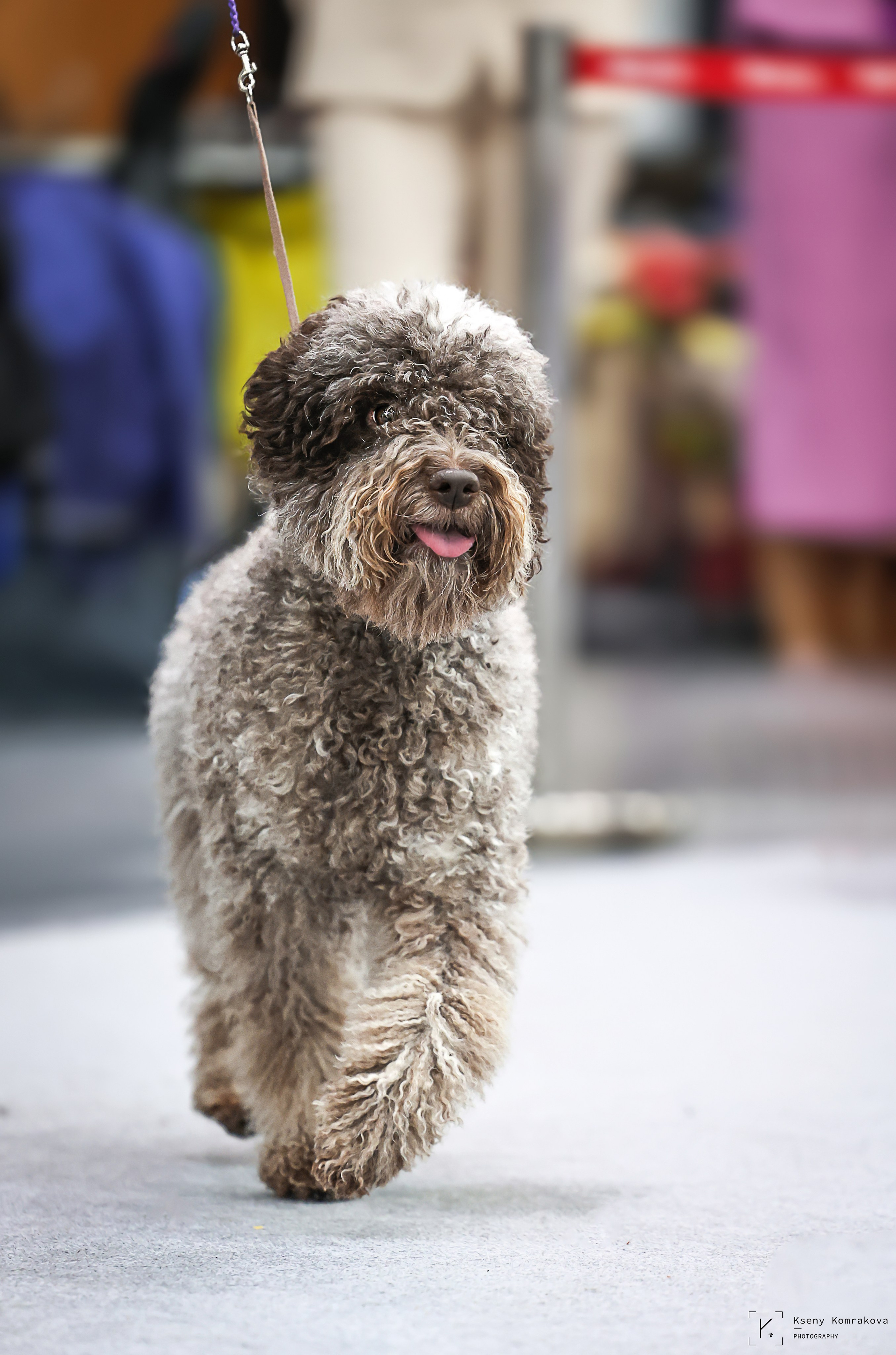 Съемка собак. Анималистика. Репортаж. Индивидуальная съемка