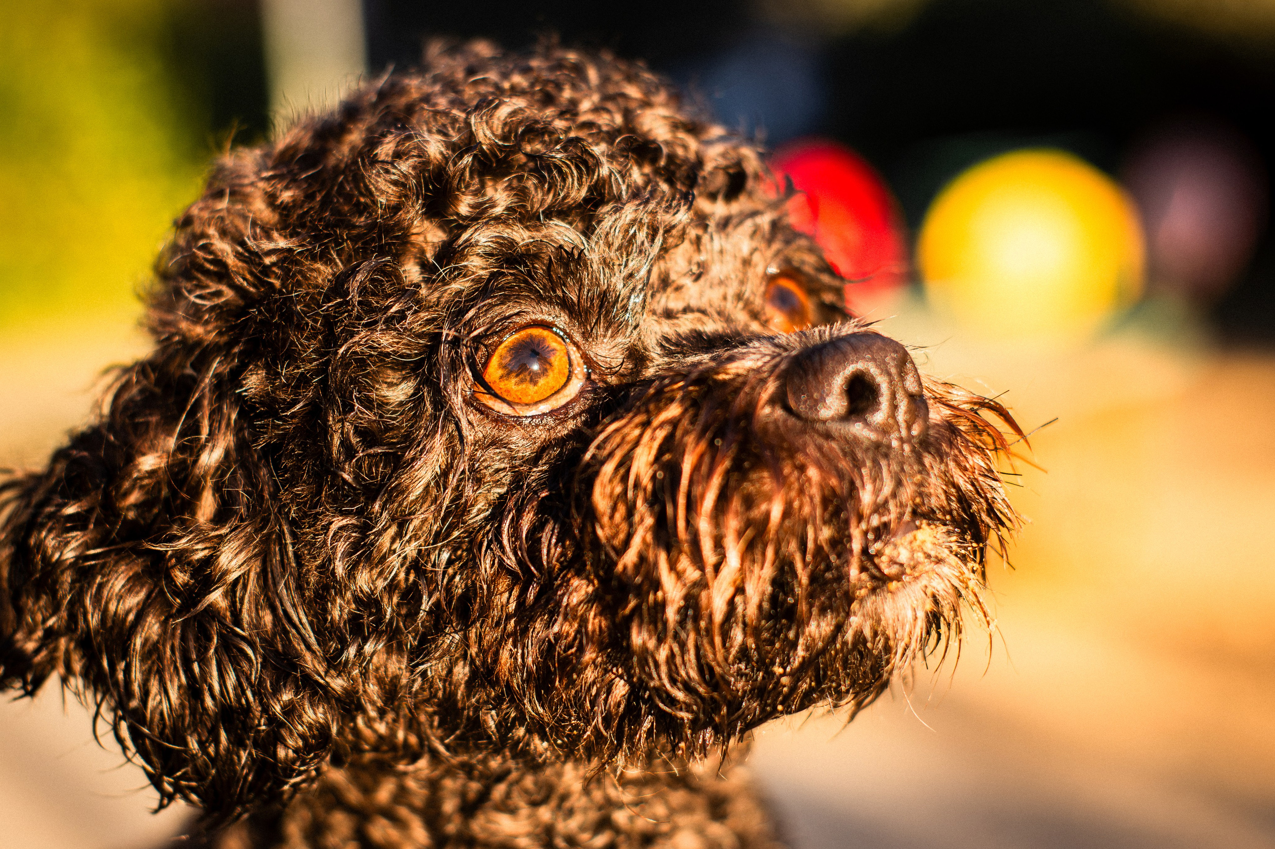 Анна и Бруно. Фотограф-анималист Мария Баркевич | Москва