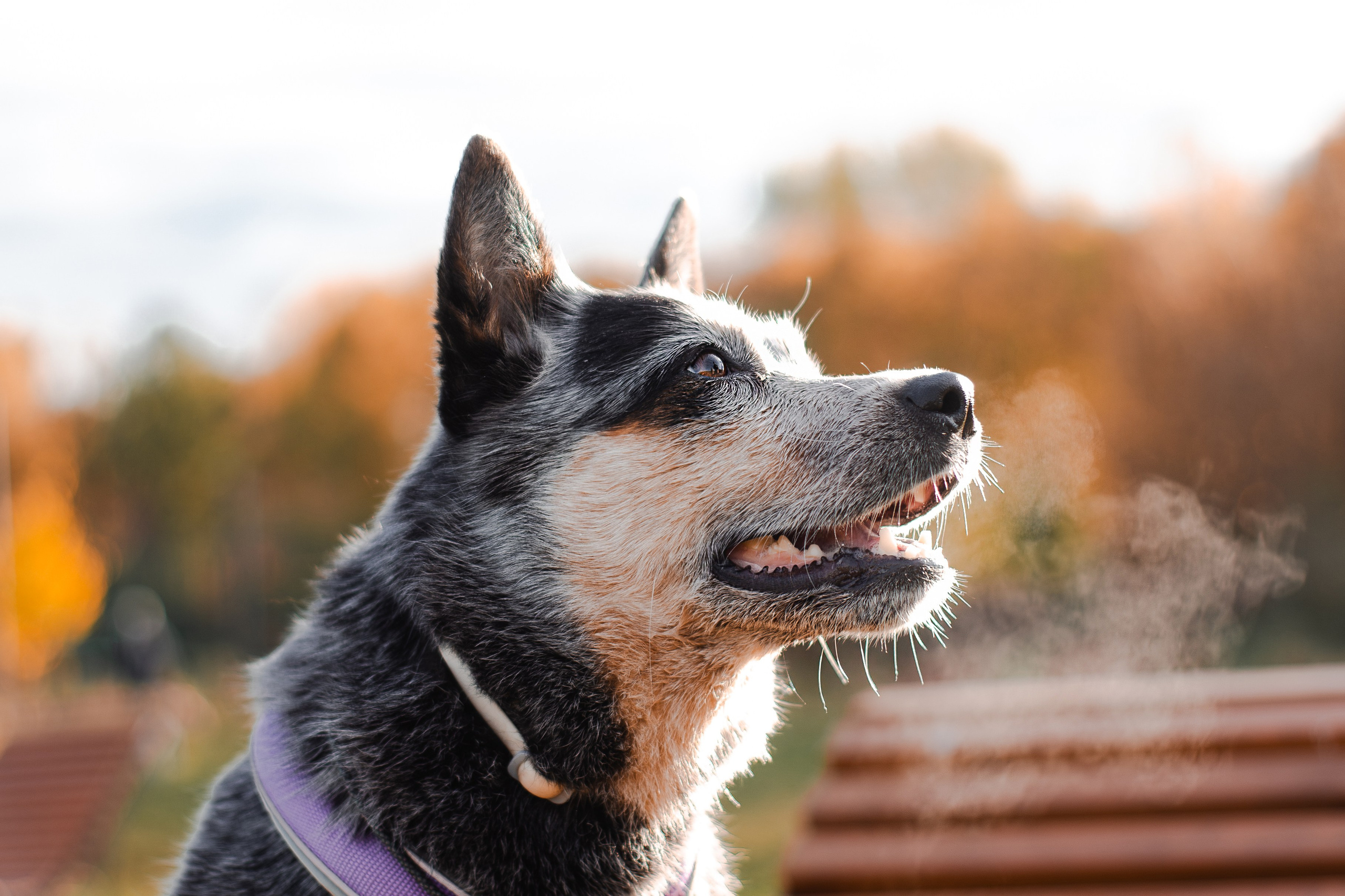 Юля, Антон и Лу. Фотограф-анималист Мария Баркевич | Москва