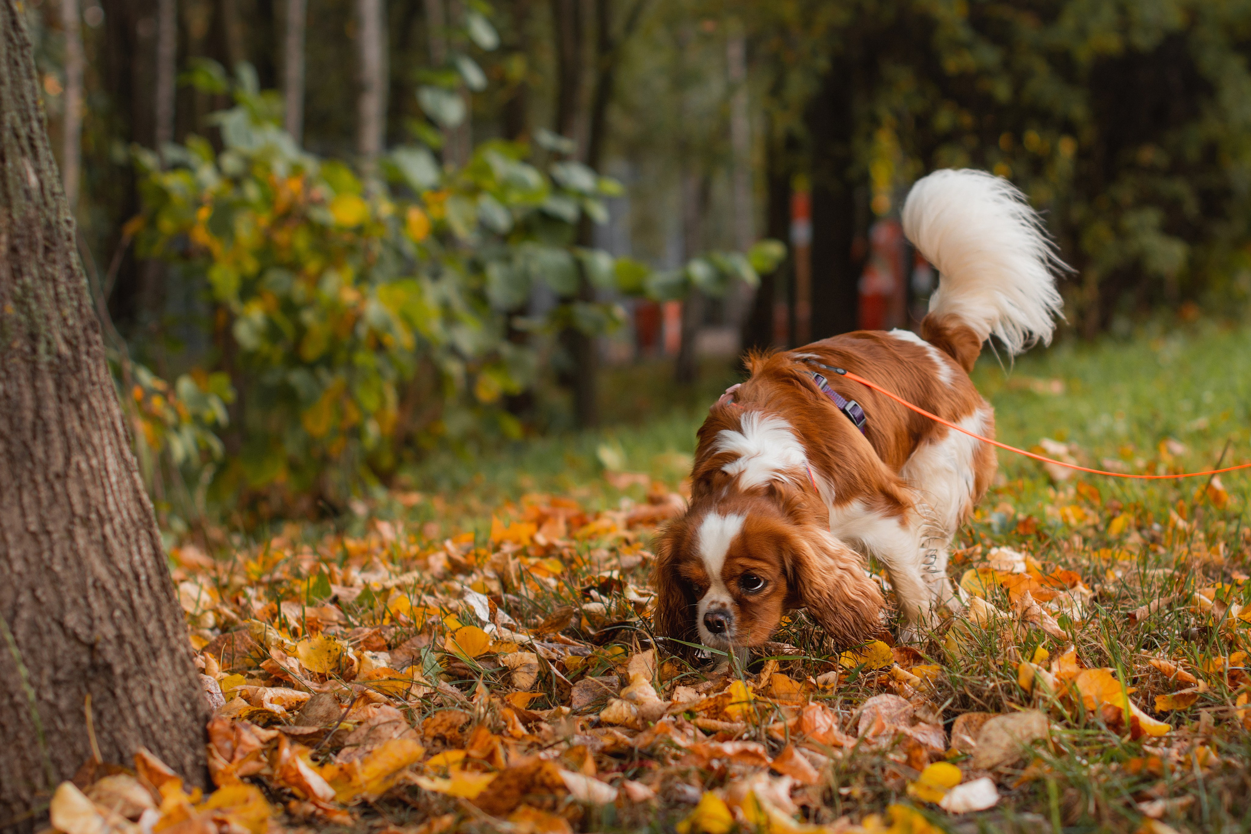 Фотосессия осенью с собакой в парке. Фотограф собак, анималист в Москве Кира Яковлева