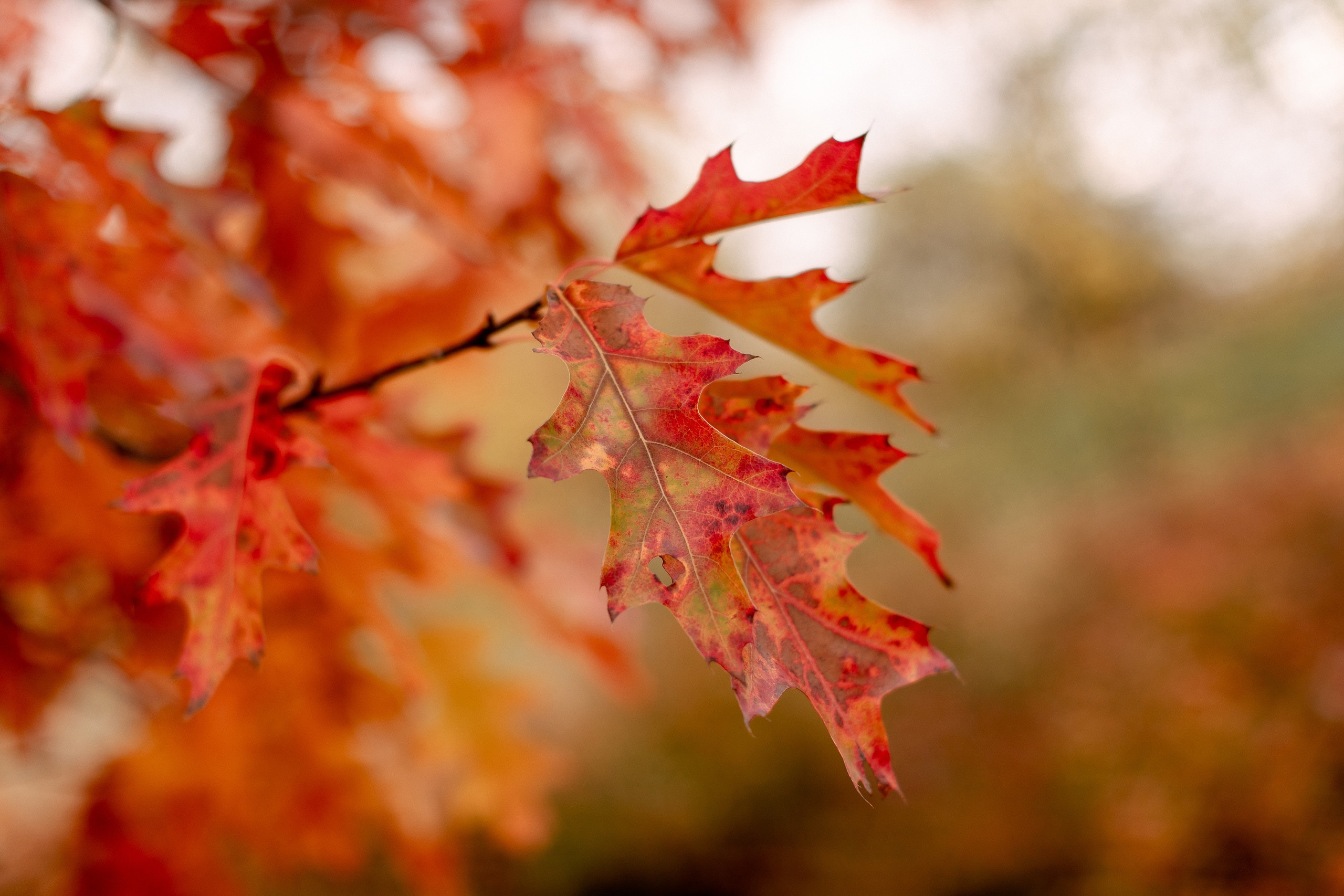 Семейная съемка. Фотограф в Москве Татьяна Дубровская