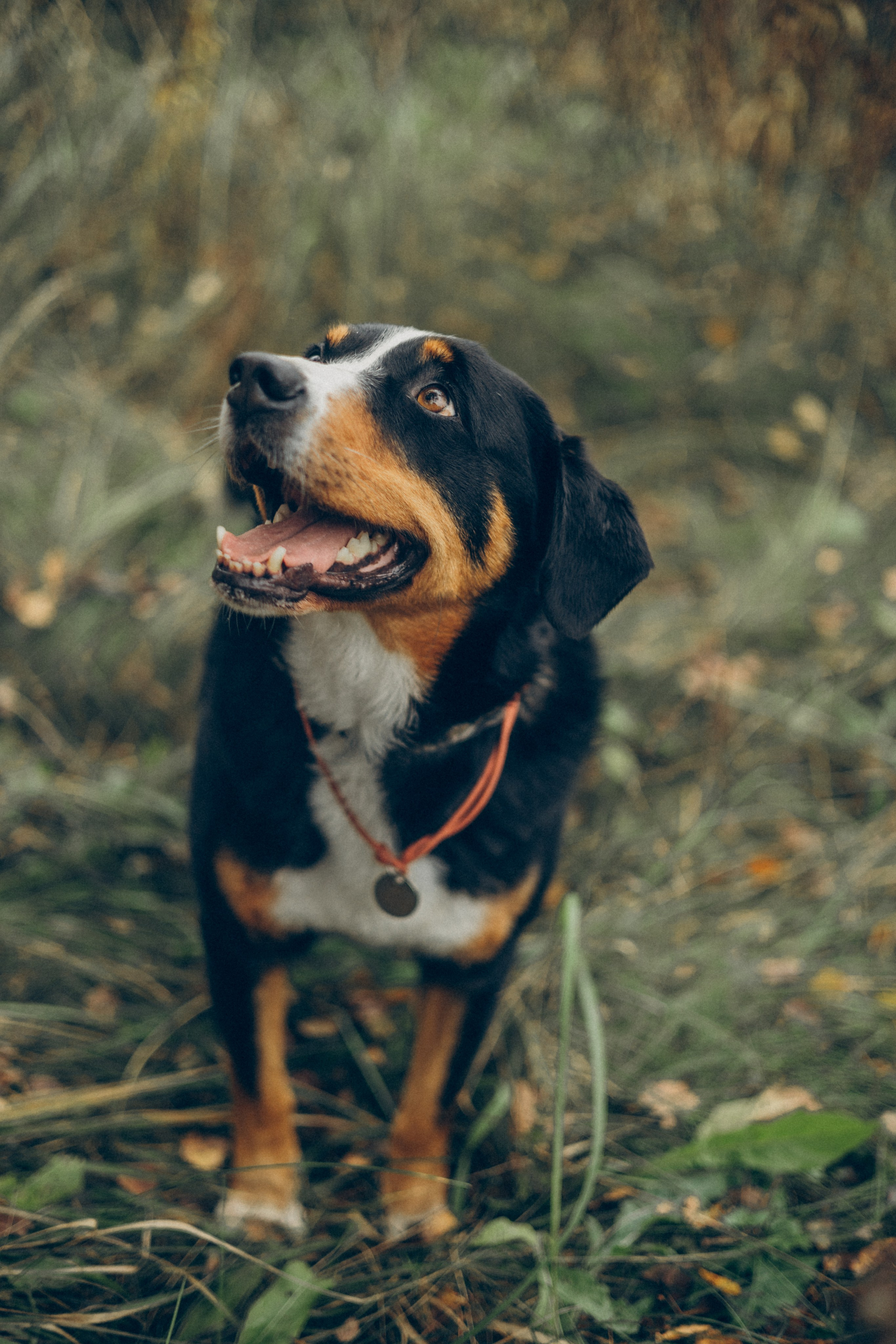 Осенняя прогулка. Фотограф в Москве Наталья Спиридонова