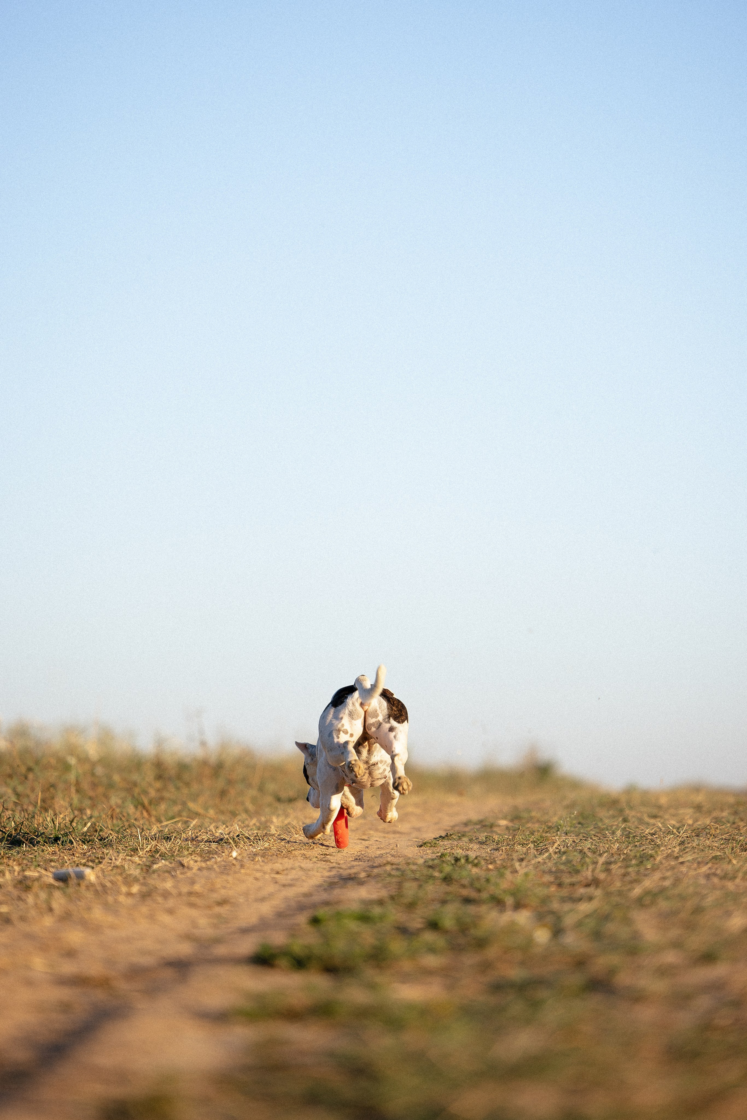 Женя, Афра и Молли. Фотограф и видеограф анималист Аганина Дарья