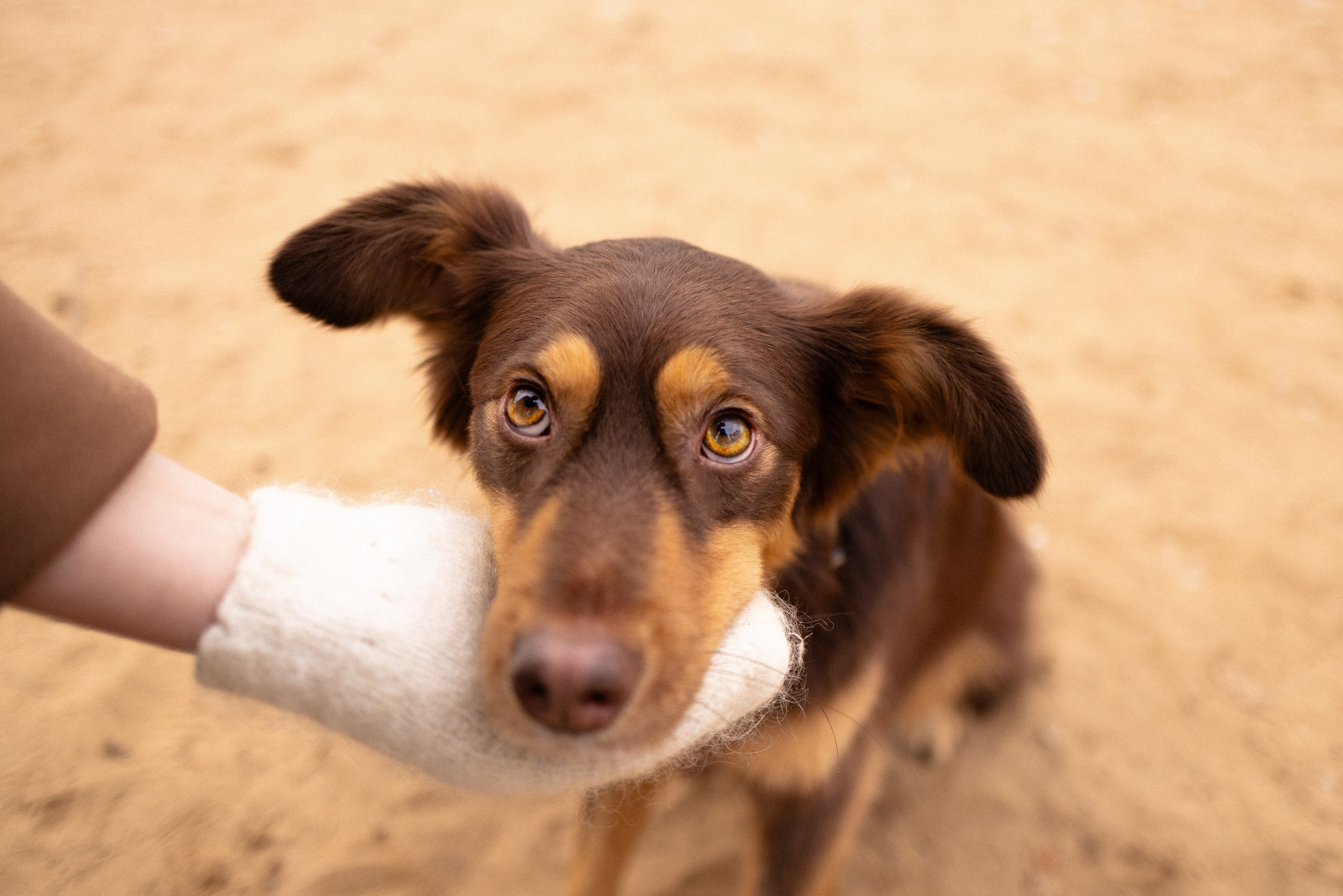 Катя и Мёд. Фотограф и видеограф анималист Аганина Дарья