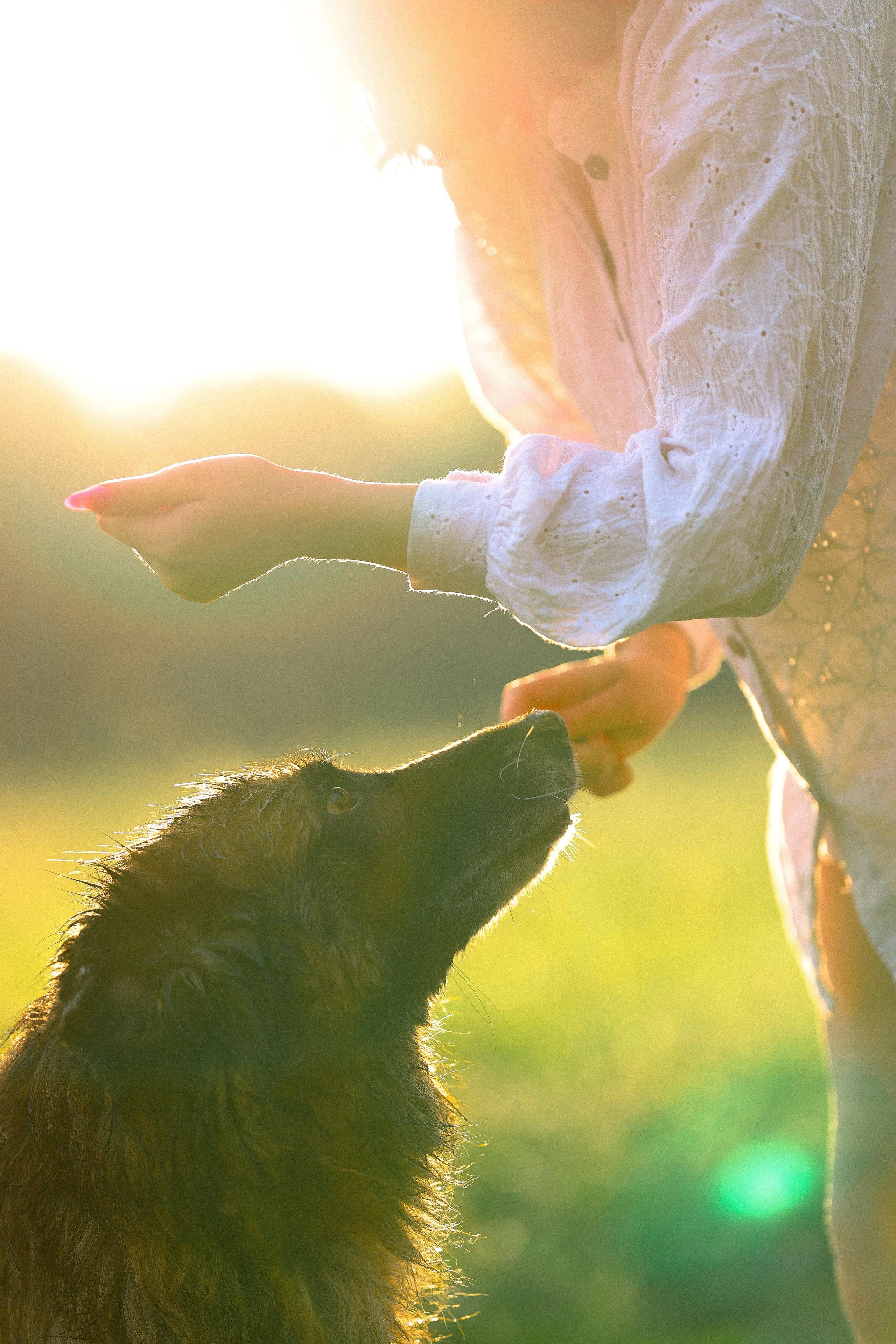 Алена, Фанни и Фрея. Фотограф и видеограф анималист Аганина Дарья