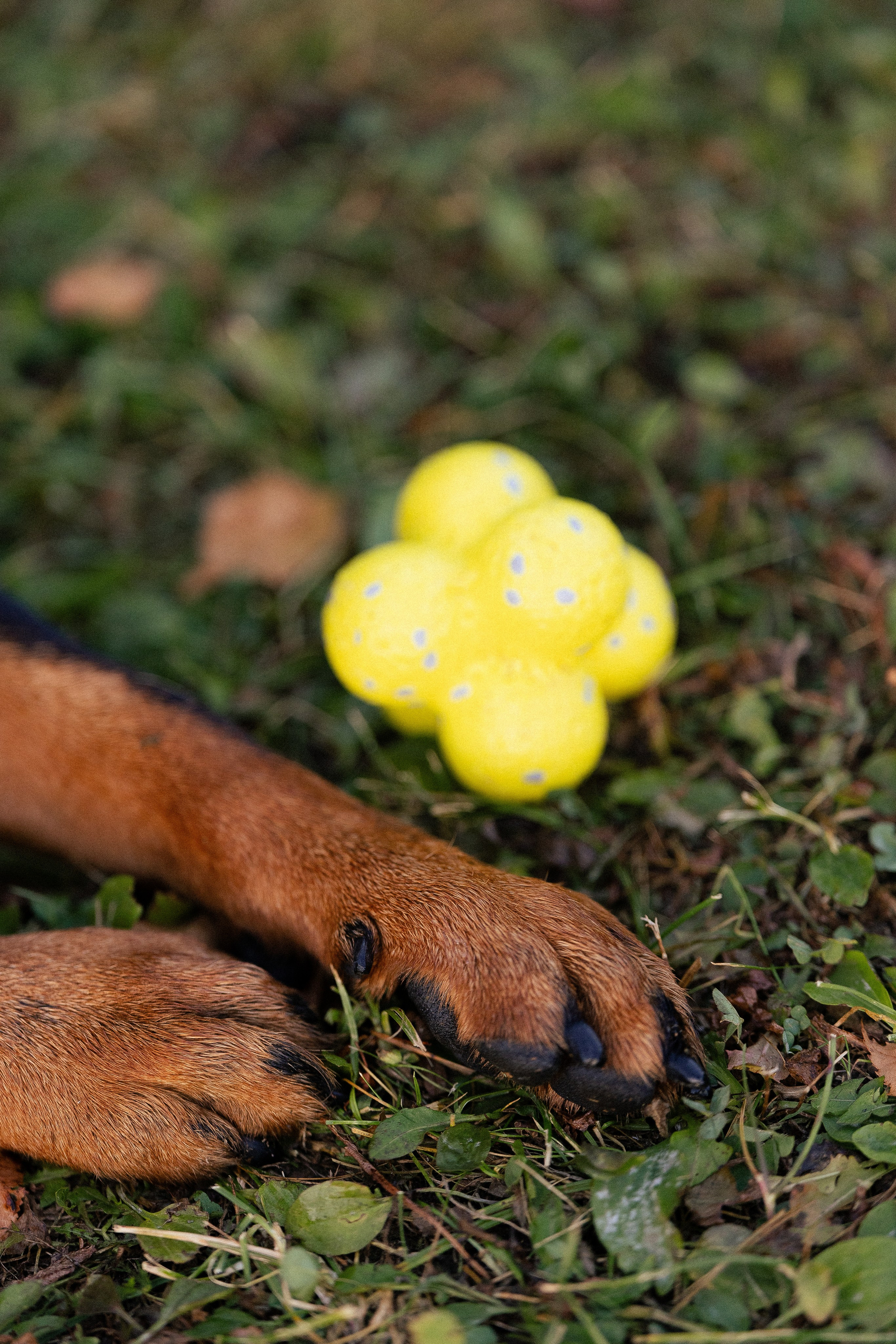 Катя, Леша, Лея и Трой. Фотограф и видеограф анималист Аганина Дарья