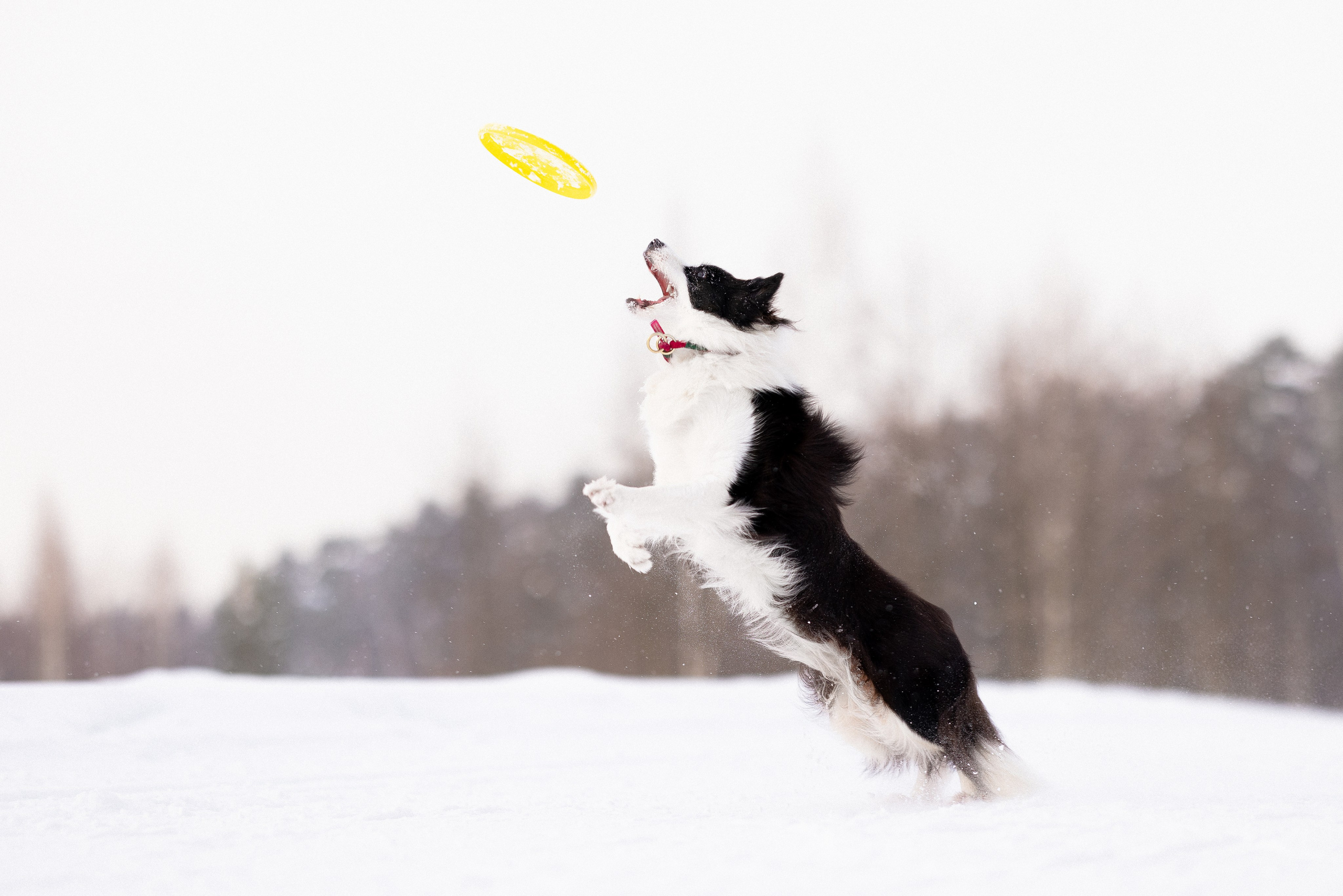 Лилия, Алексей и Ариана. Фотограф и видеограф анималист Аганина Дарья