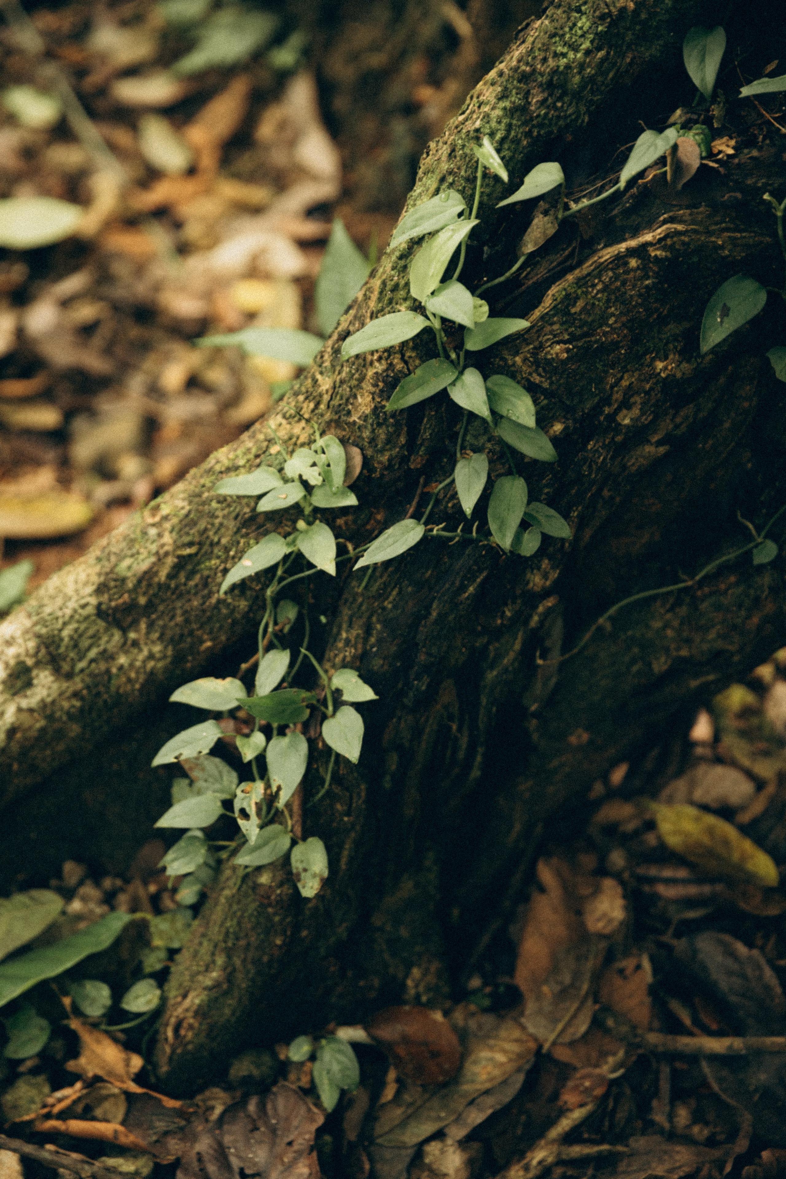 Vicky. Портретный фотограф / Панама / Анастасия Елизарова