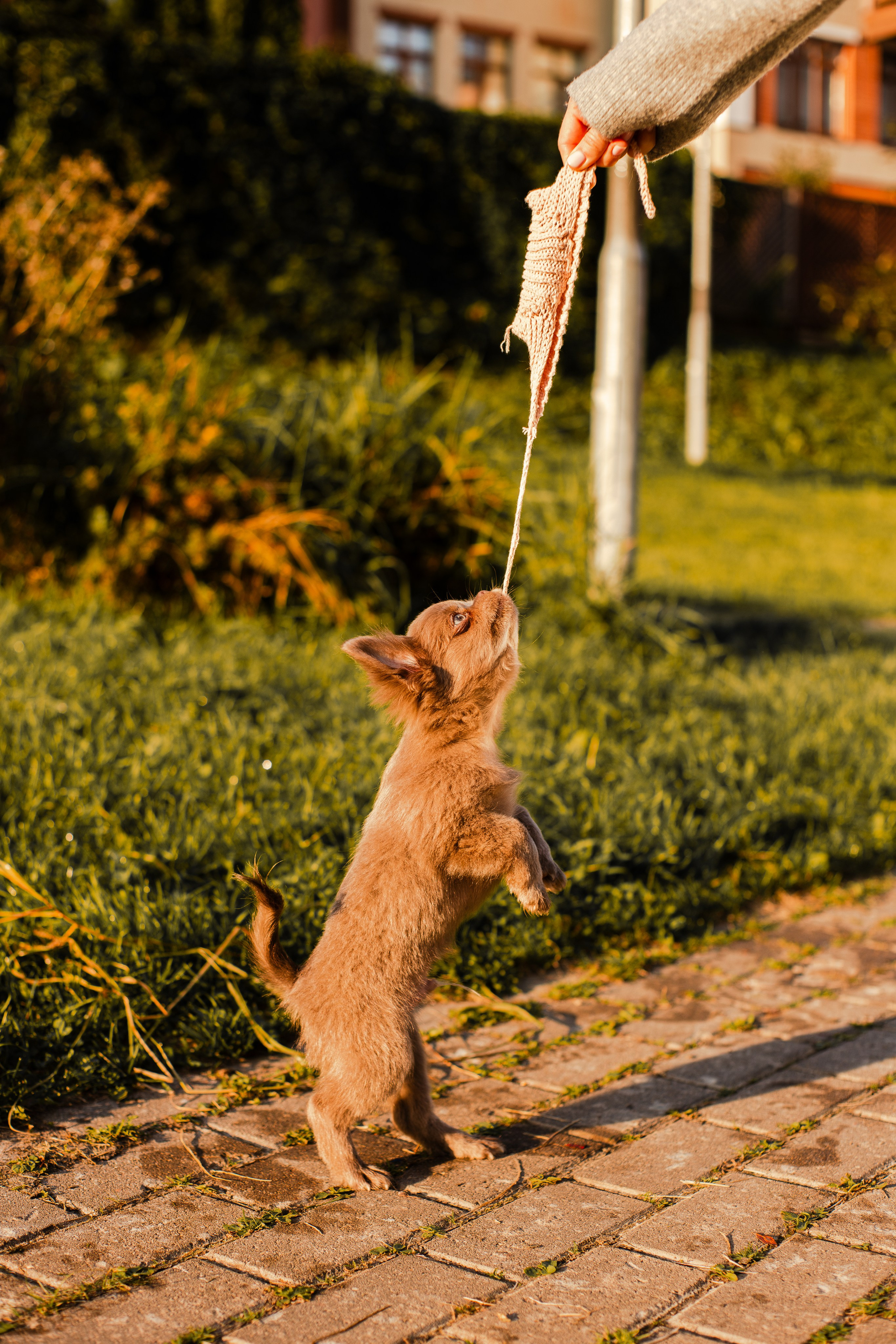 Варя и Фунтик. Фотограф-анималист Мария Баркевич | Москва