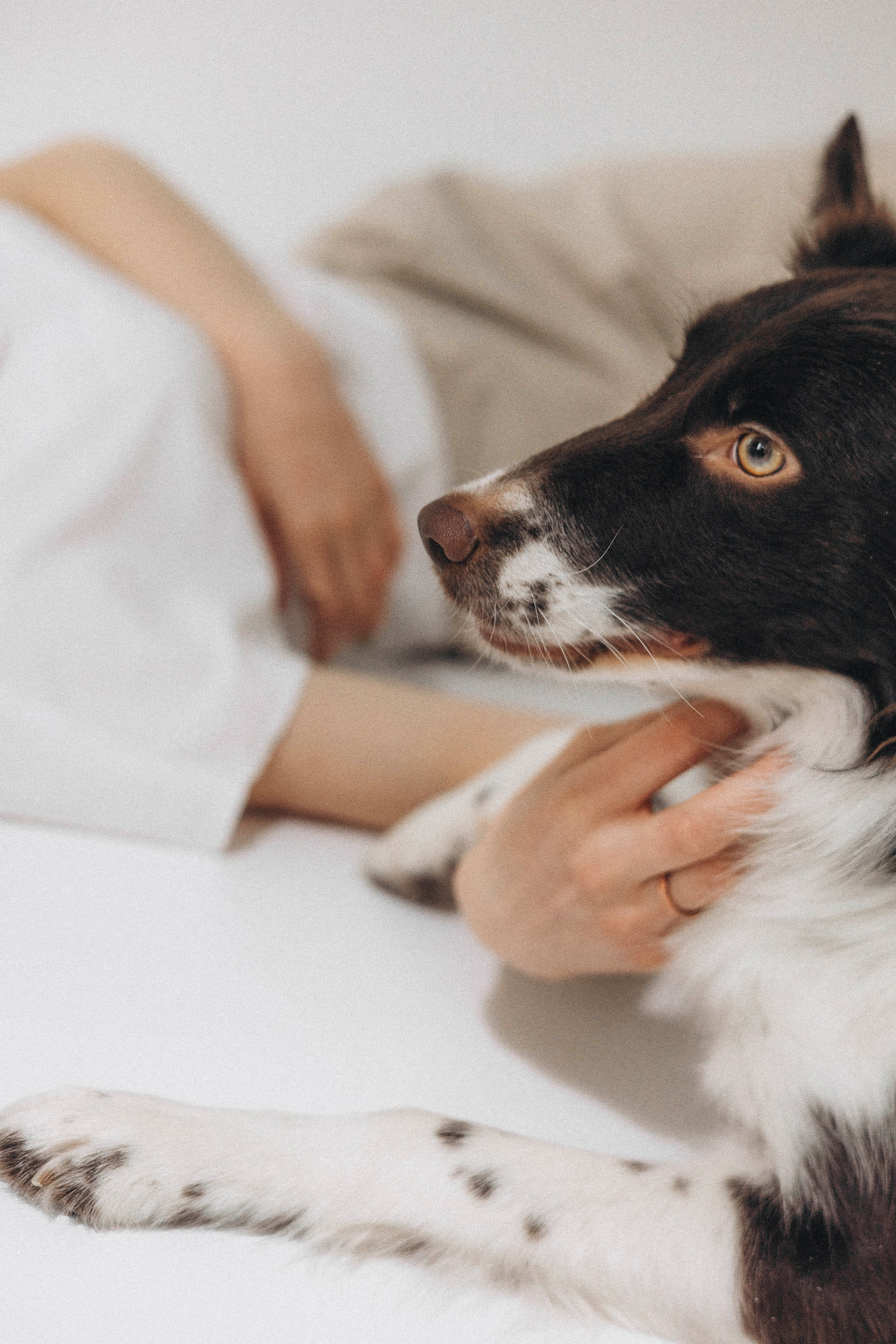 Алена и Гвендолин. Фотограф-анималист Богданова Полина
