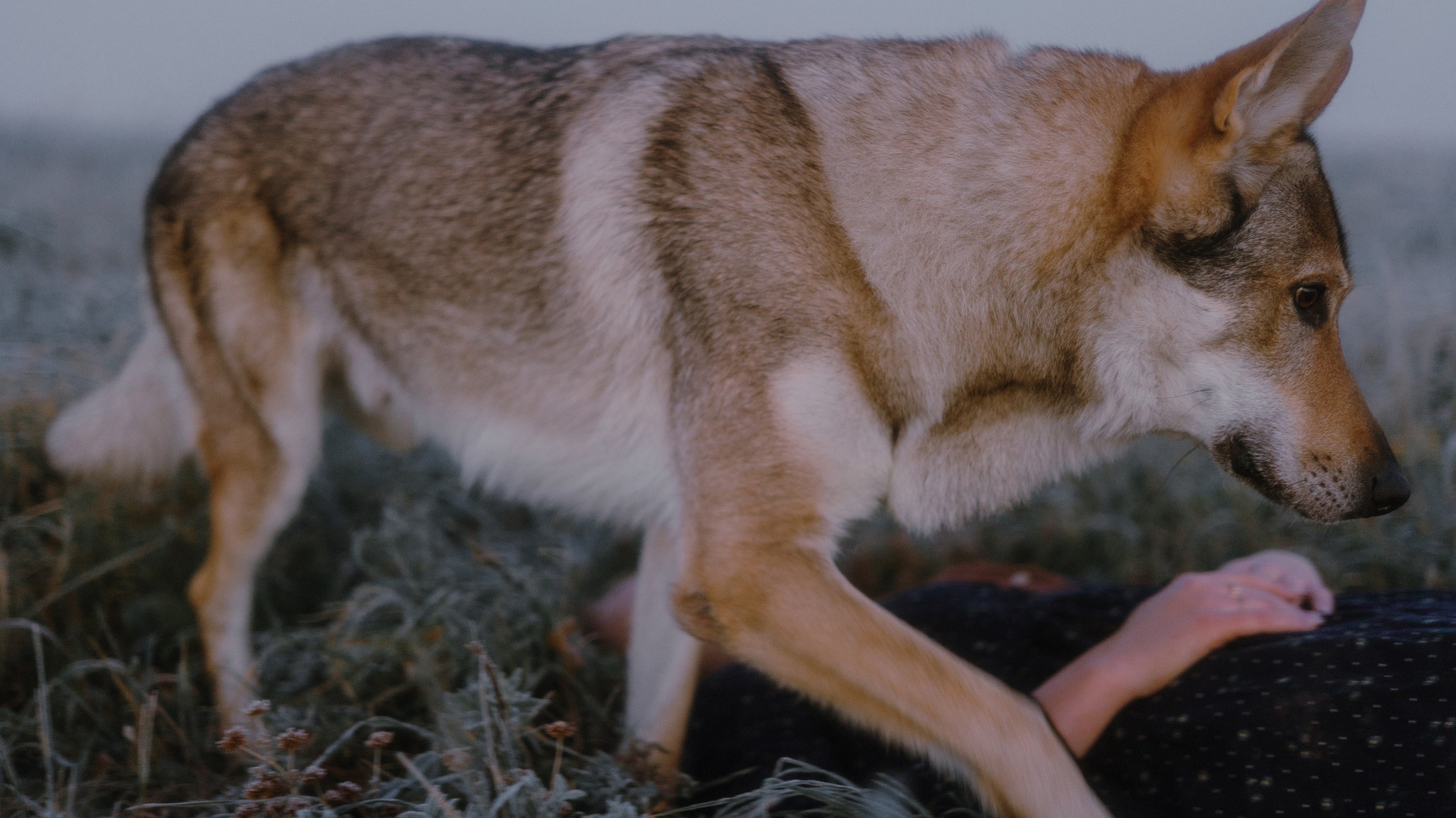 Полина и Вегард. Фотограф-анималист Богданова Полина