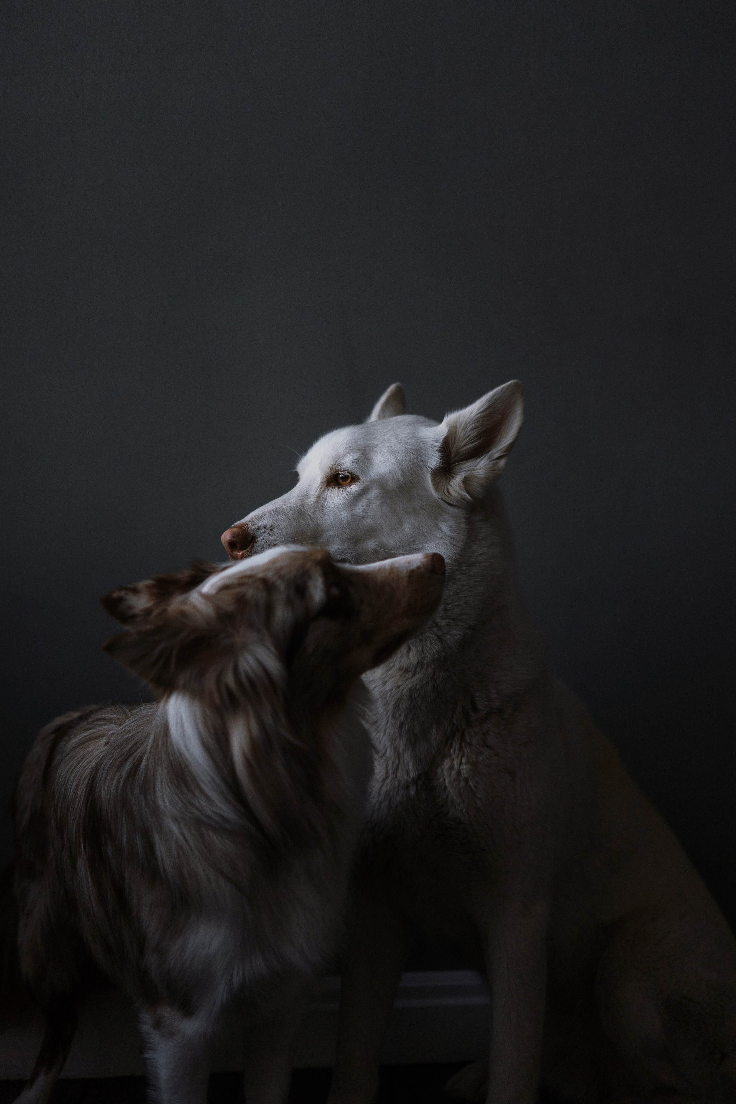 Аня, Дэймон и Грэй. Фотограф-анималист Богданова Полина