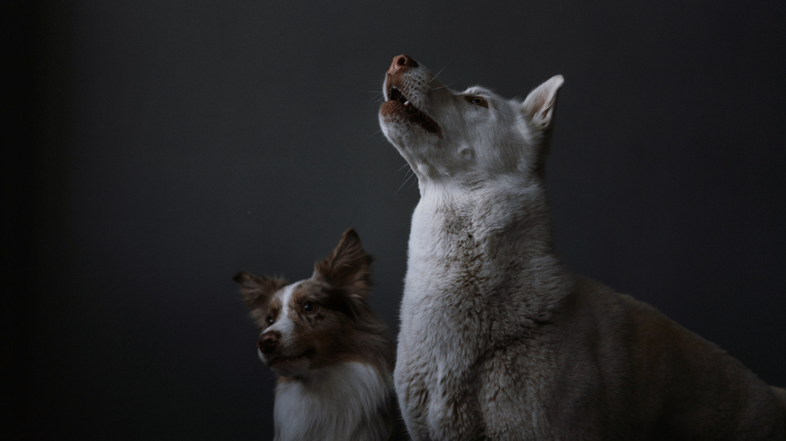 Аня, Дэймон и Грэй. Фотограф-анималист Богданова Полина