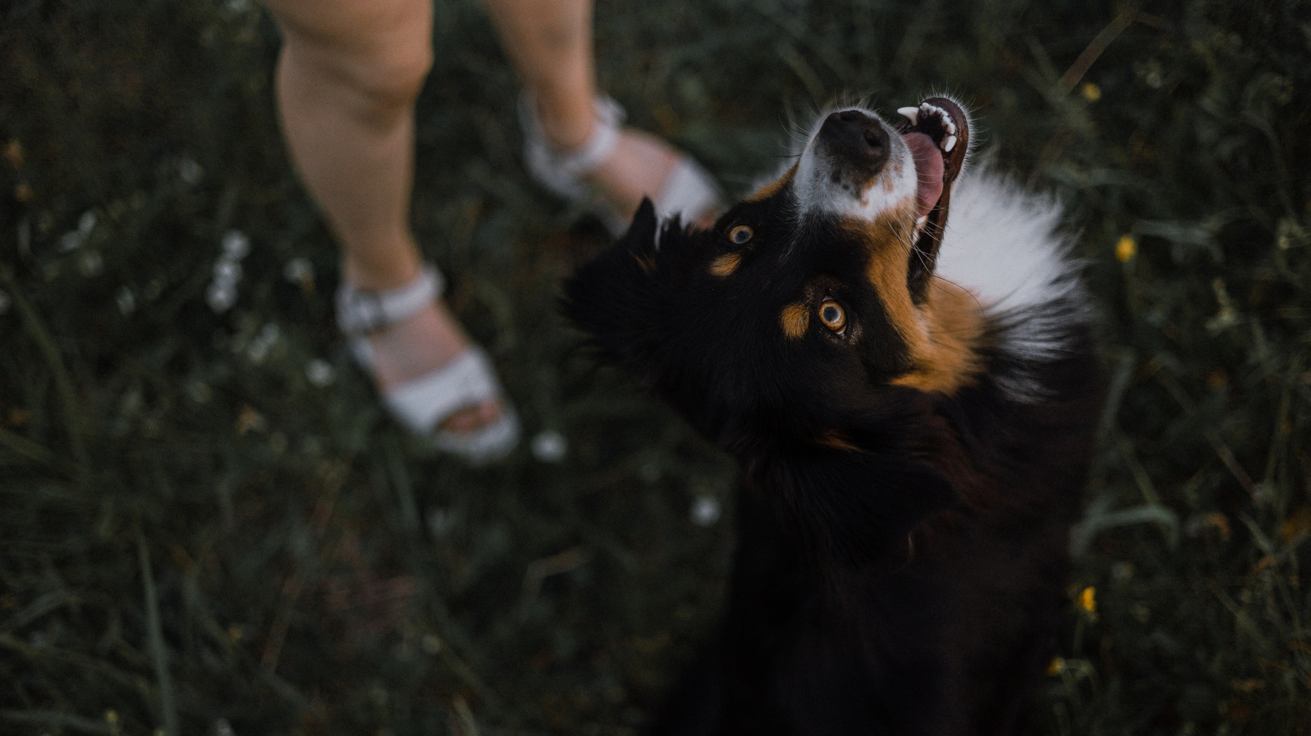Настя, Шуня, Милка и Тигуан. Фотограф-анималист Богданова Полина