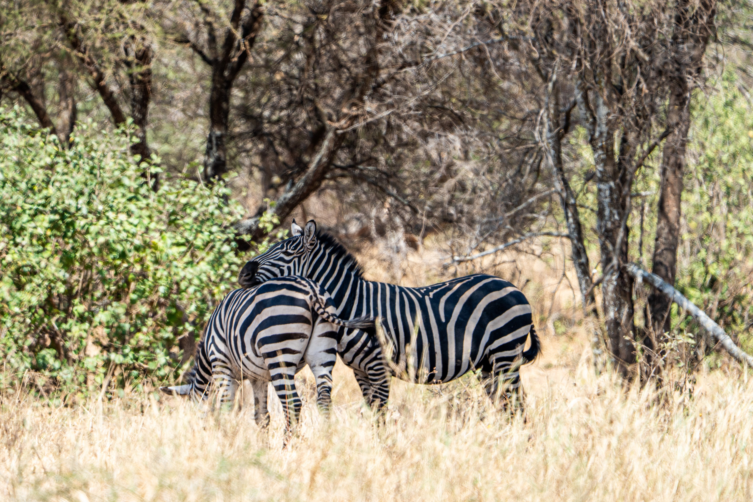 Танзания, сафари, 2025. Творческие сьемки