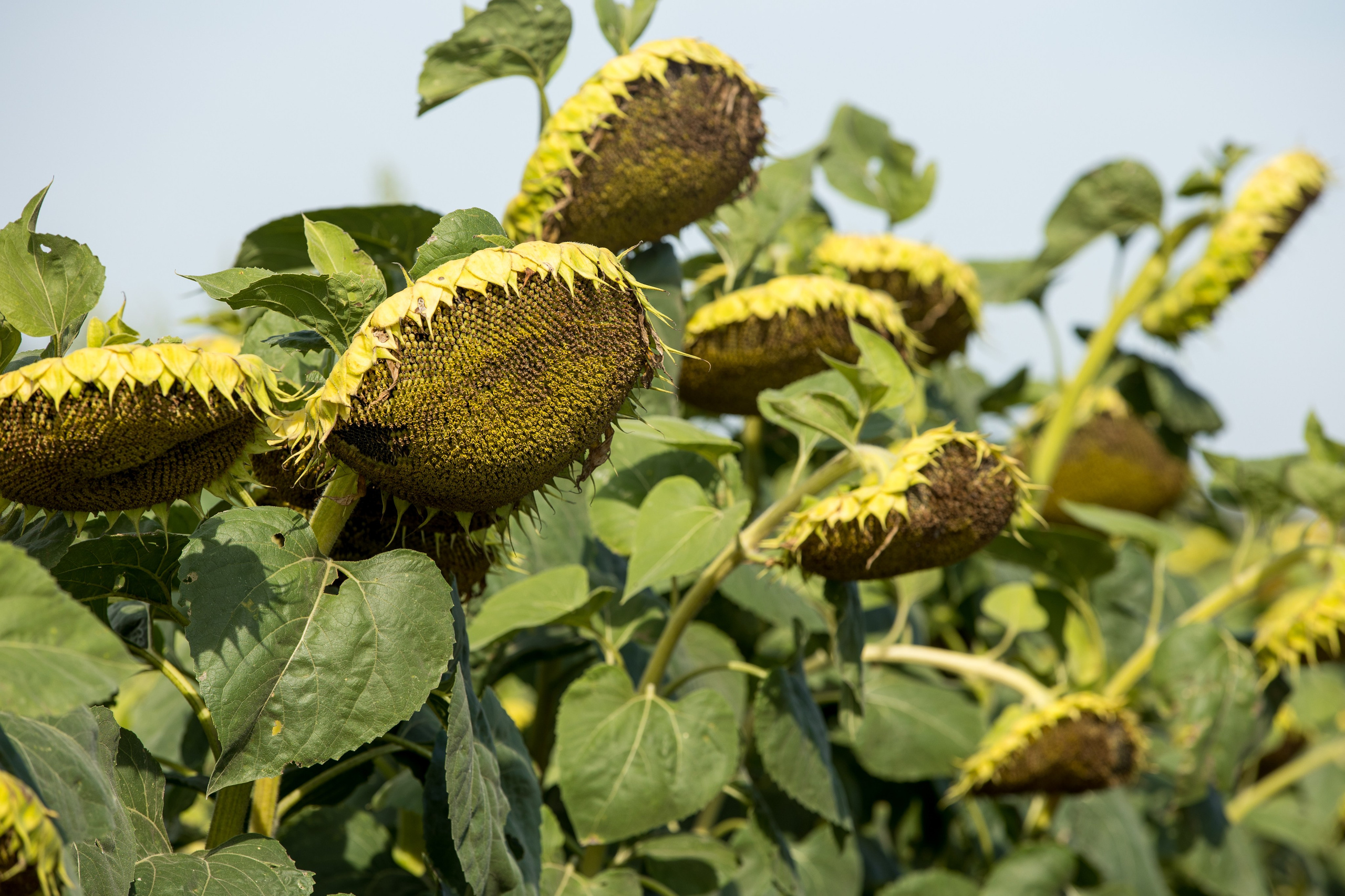 Решения для сельского хозяйства BASF 16.08.2022. Владислав Волков | Фотография и видеосъемка в Воронеже