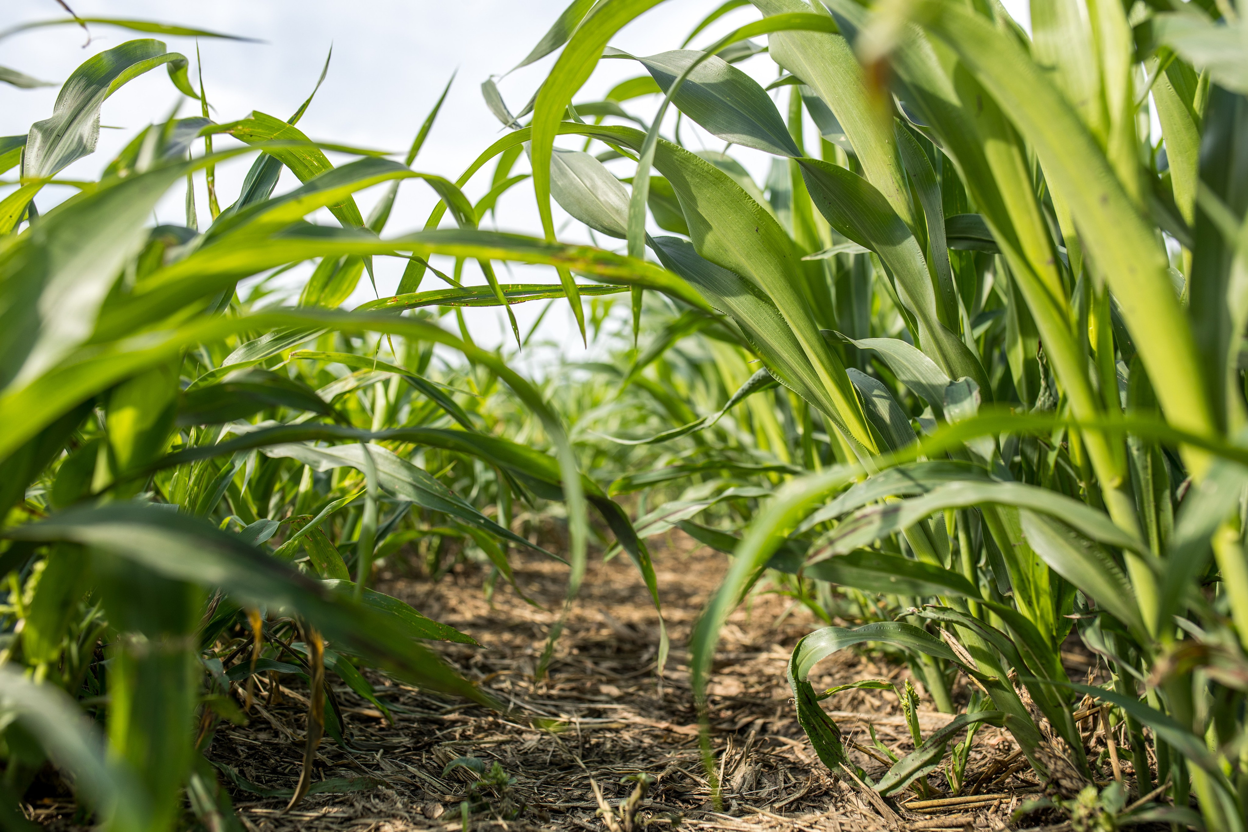 Решения для сельского хозяйства BASF 16.08.2022. Владислав Волков | Фотография и видеосъемка в Воронеже