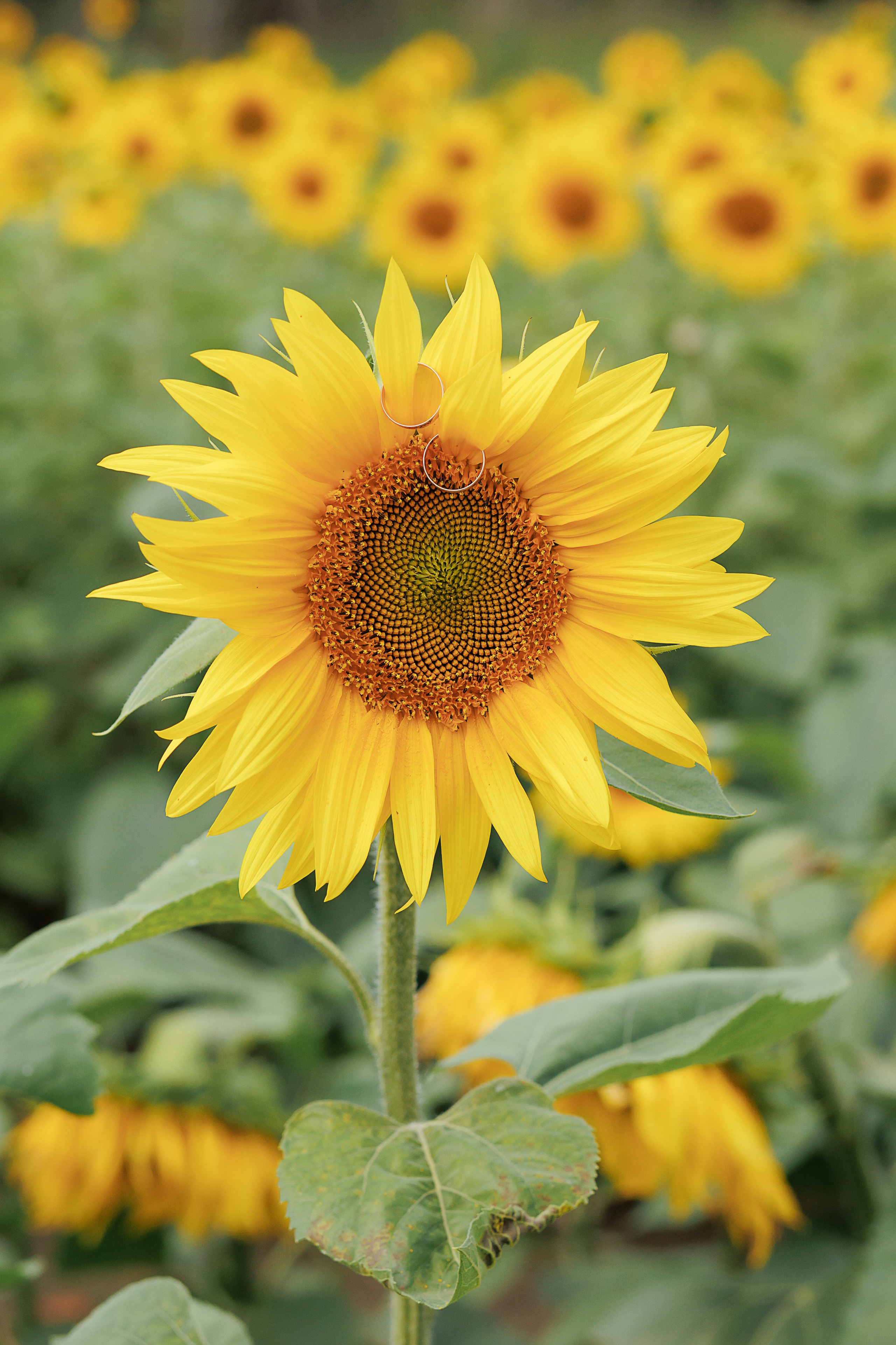 Свадьба Светы и Саши. Свадебный и семейный фотограф в Твери и Тверской области