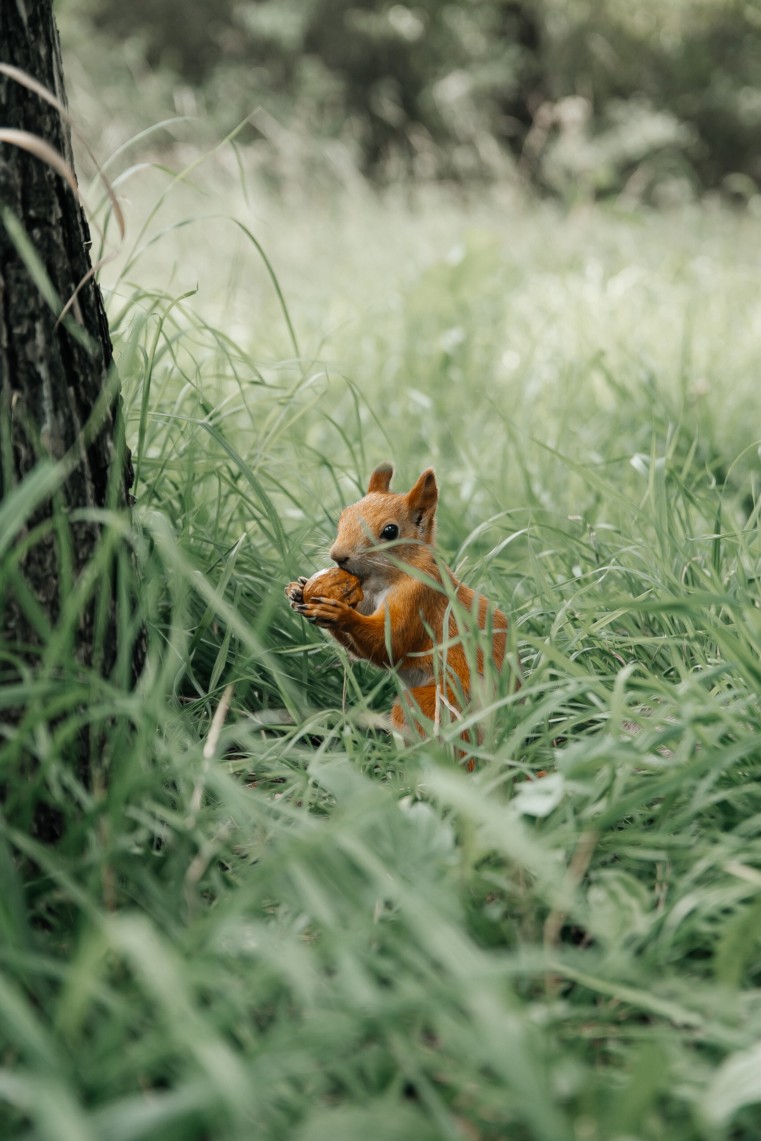 Артем & Анастасия. Свадебный фотограф Алматы Ниязов Руслан