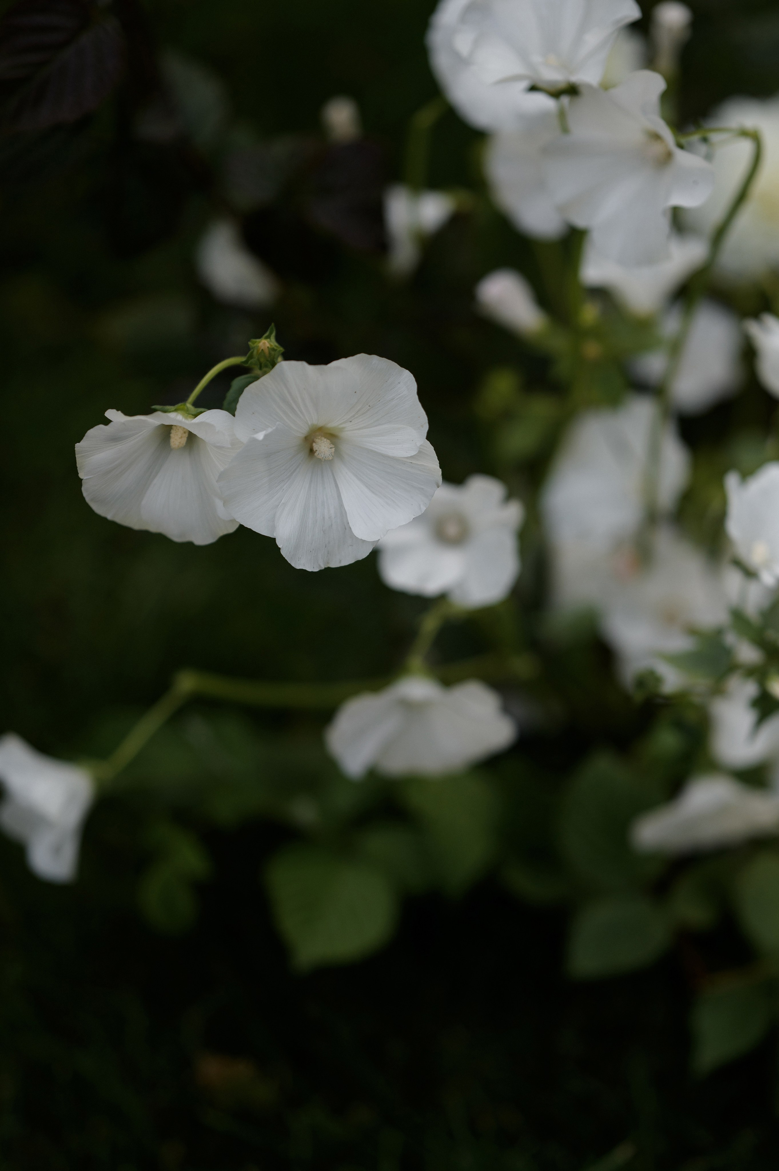 Вова и Поля 11.09.23. VENSKAYA WEDDING & EVENT PLANNER