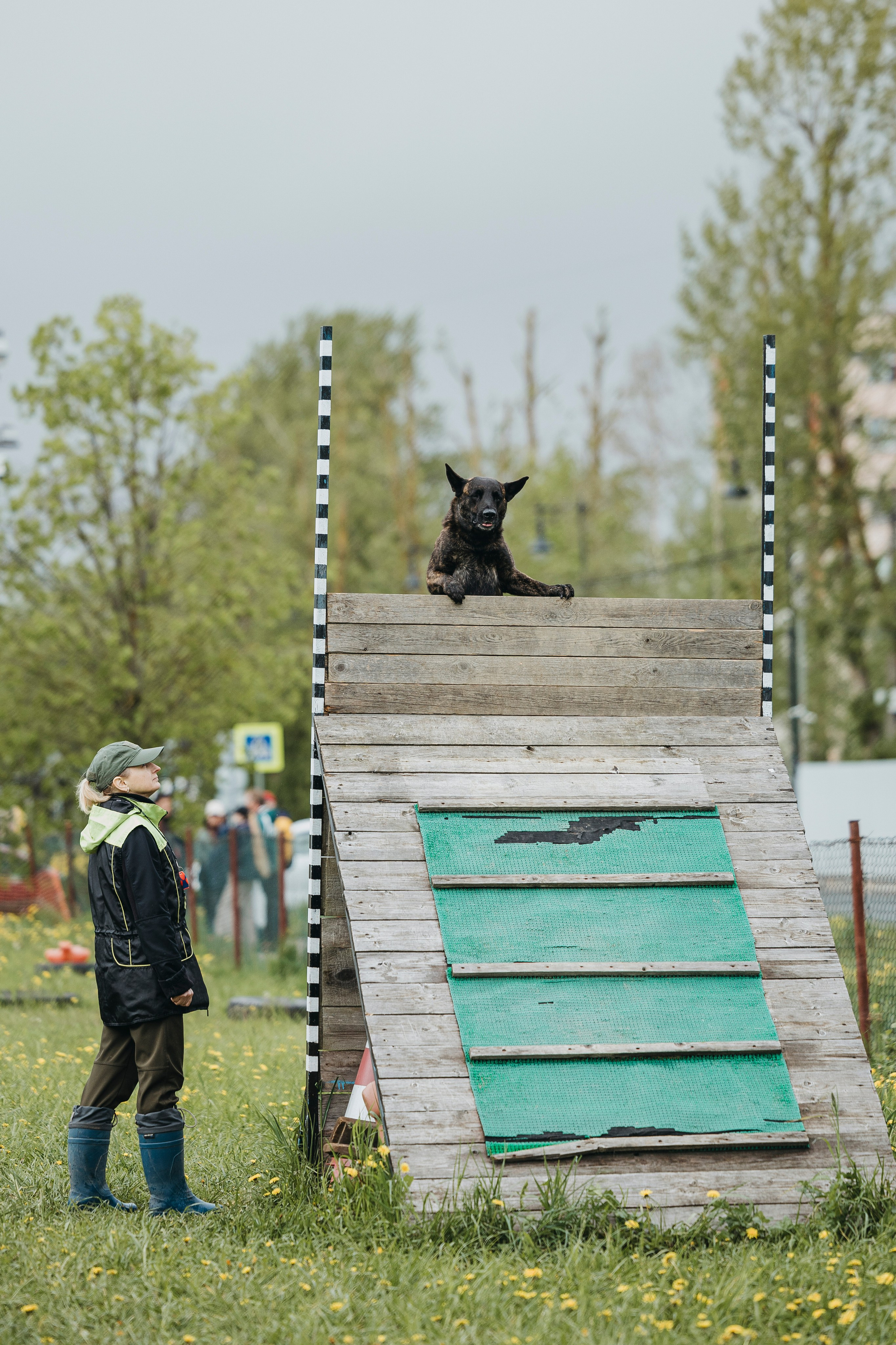 26.05.25 г. Пушкин квалификационные соревнования. Фотограф-анималист Анна Маринич