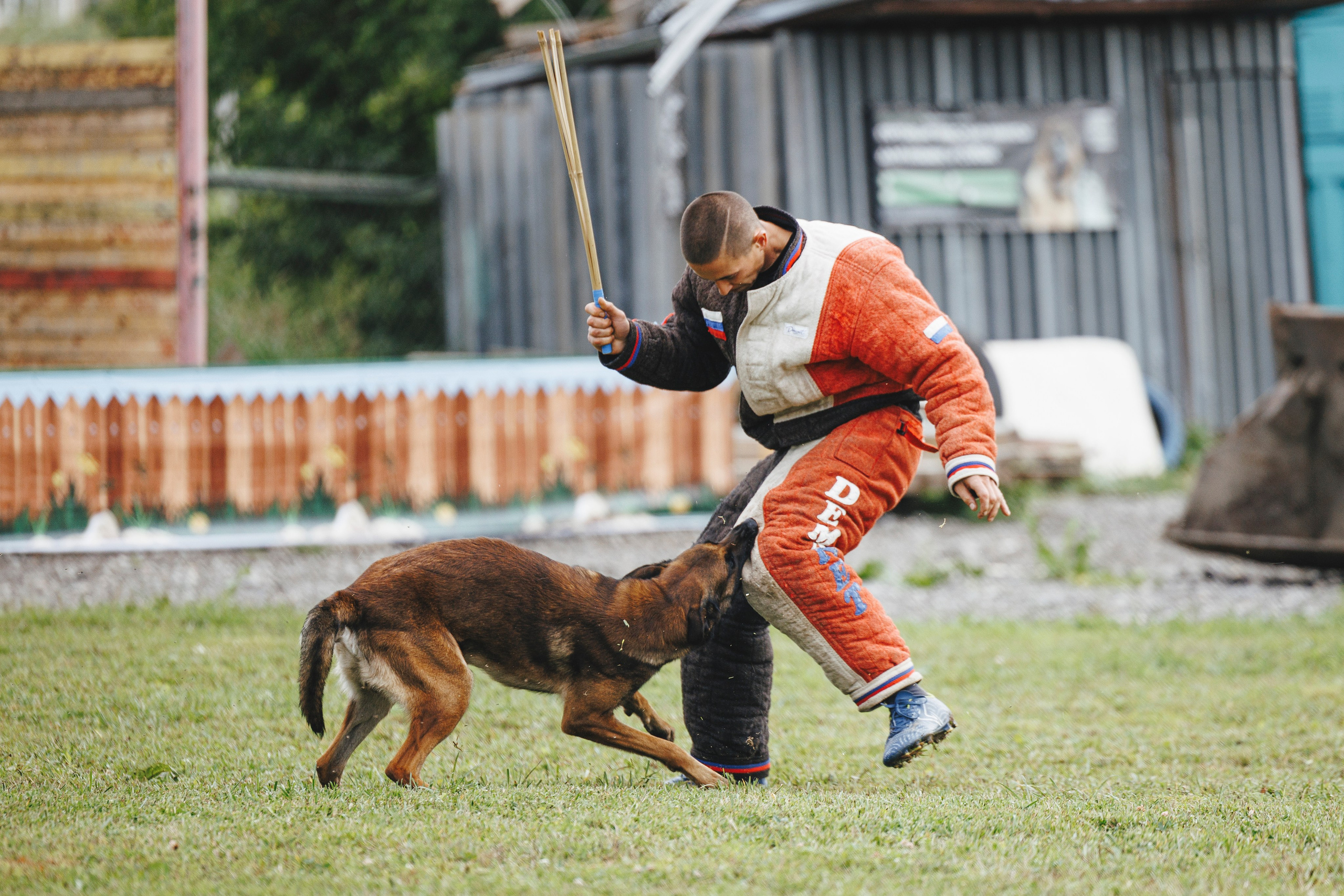 08.08.25-10.08.25 ЧР по мондьорингу г. Вологда. Фотограф-анималист Анна Маринич