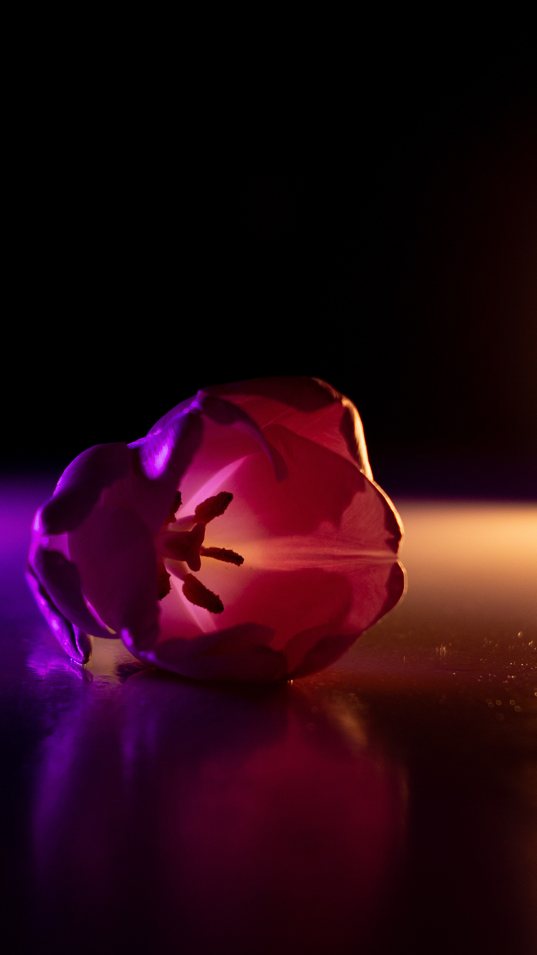 Цветы и свет. Фотограф в Москве Юлия Першина